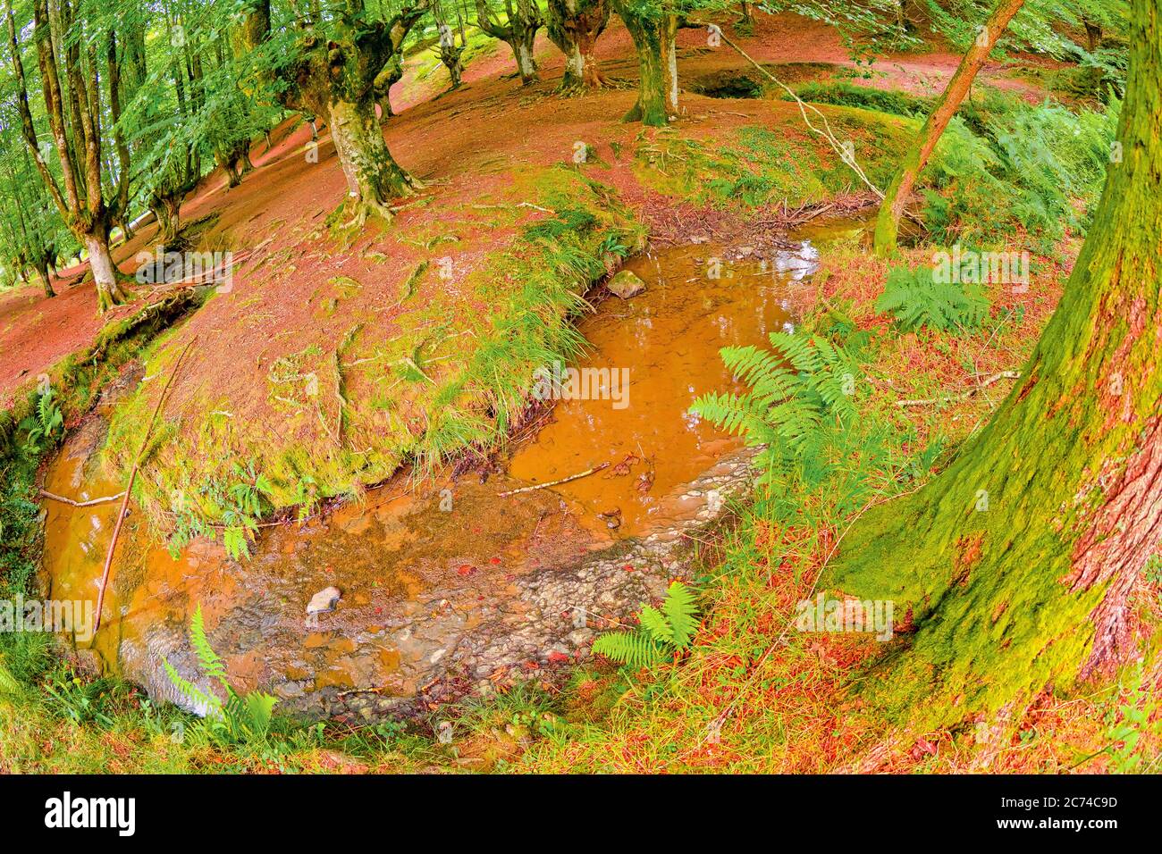 Foresta di Faggio di Otzarreta, Parco Naturale di Gorbeia, Bizkaia, Paesi Baschi, Spagna, Europa Foto Stock