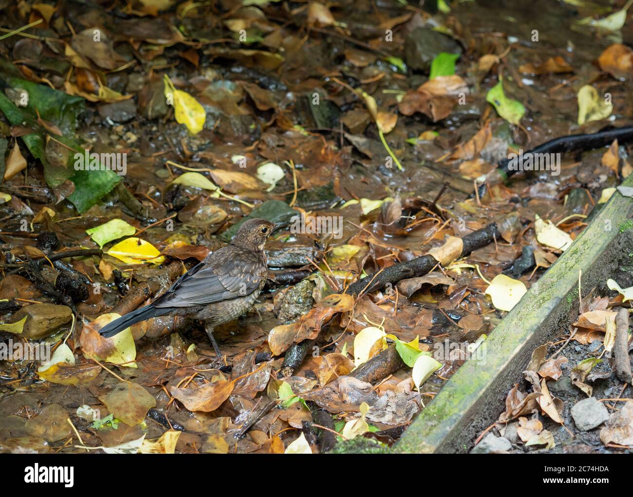 Giovane Blackbird eurasiatico, in streaming, Turdus merula. Foto Stock