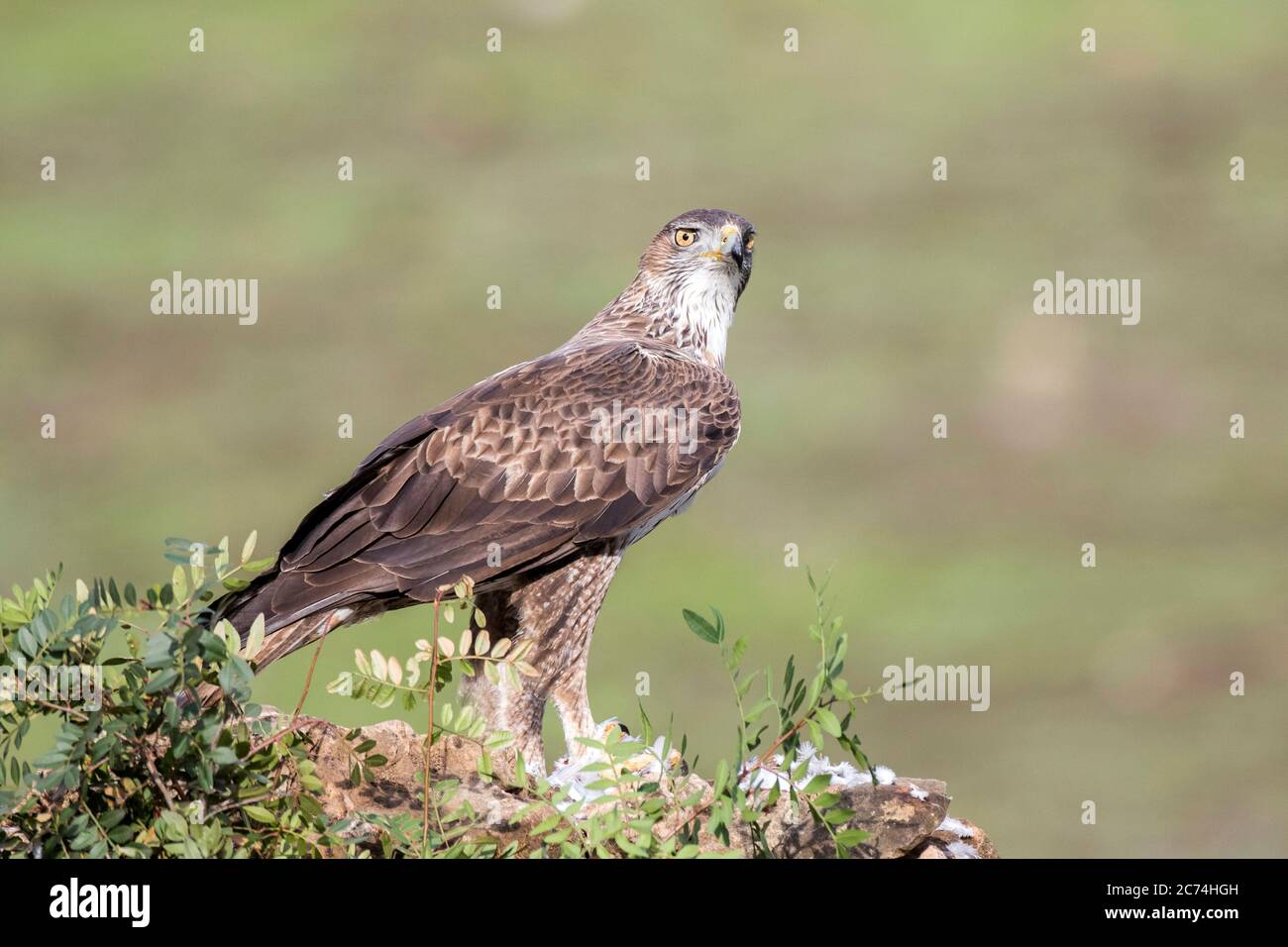 Aquila di Bonelli (Hieraaetus fascciatus, Aquila fasciata), adulto arroccato in campagna, Spagna Foto Stock