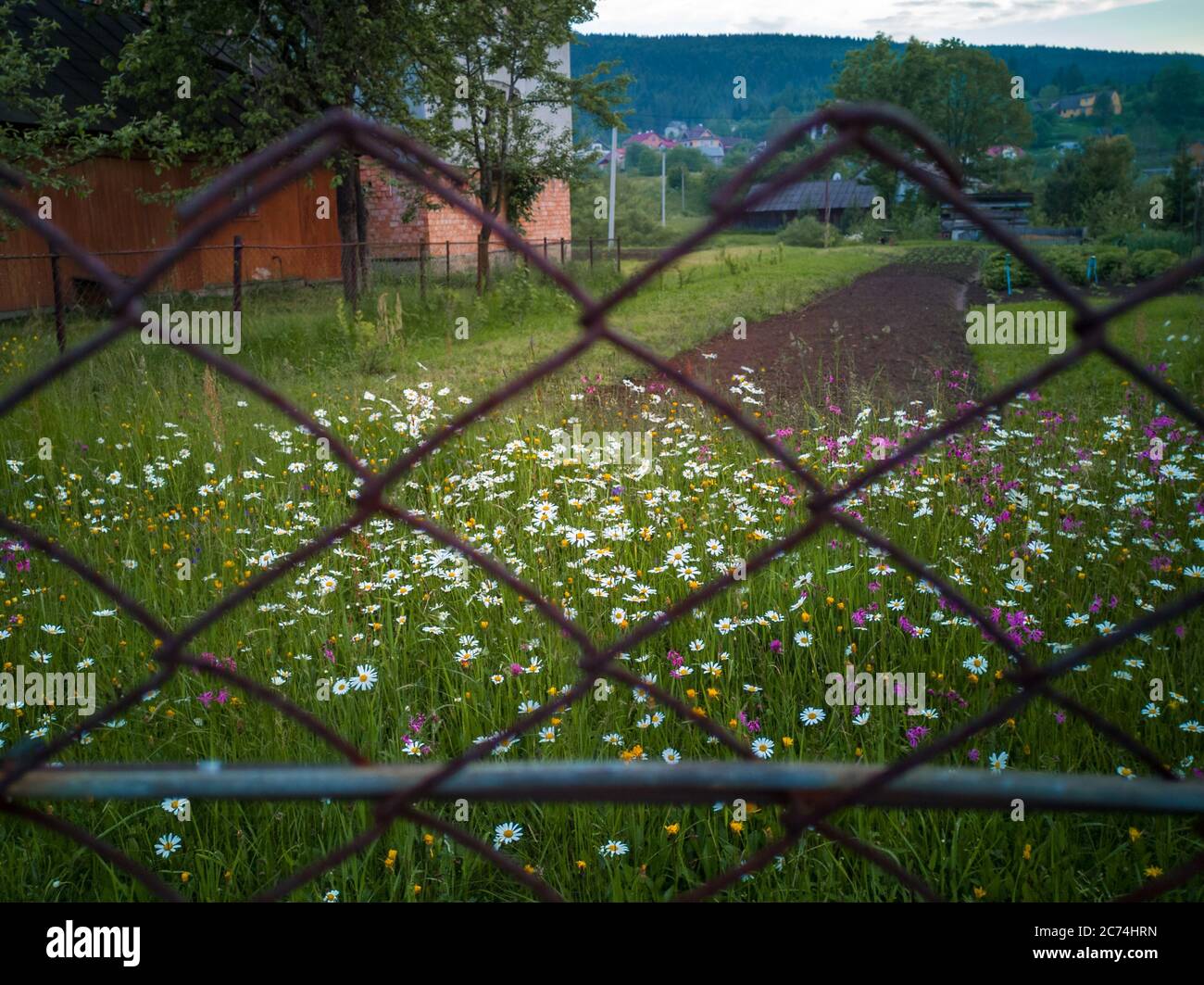 Vista attraverso la vecchia recinzione arrugginita a catena su un campo di carine camomili di matricaria e fiori violetti che crescono in erba verde. Case e montagne. Foto Stock