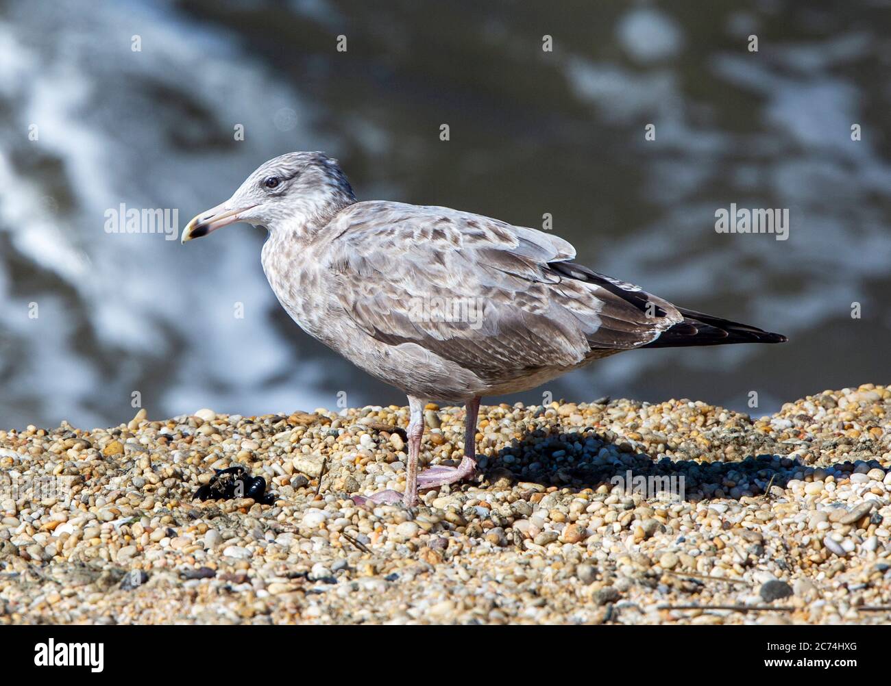 American Herring Gull (Larus smithsonianus), immaturo in piedi sulla spiaggia a Cape May, USA Foto Stock