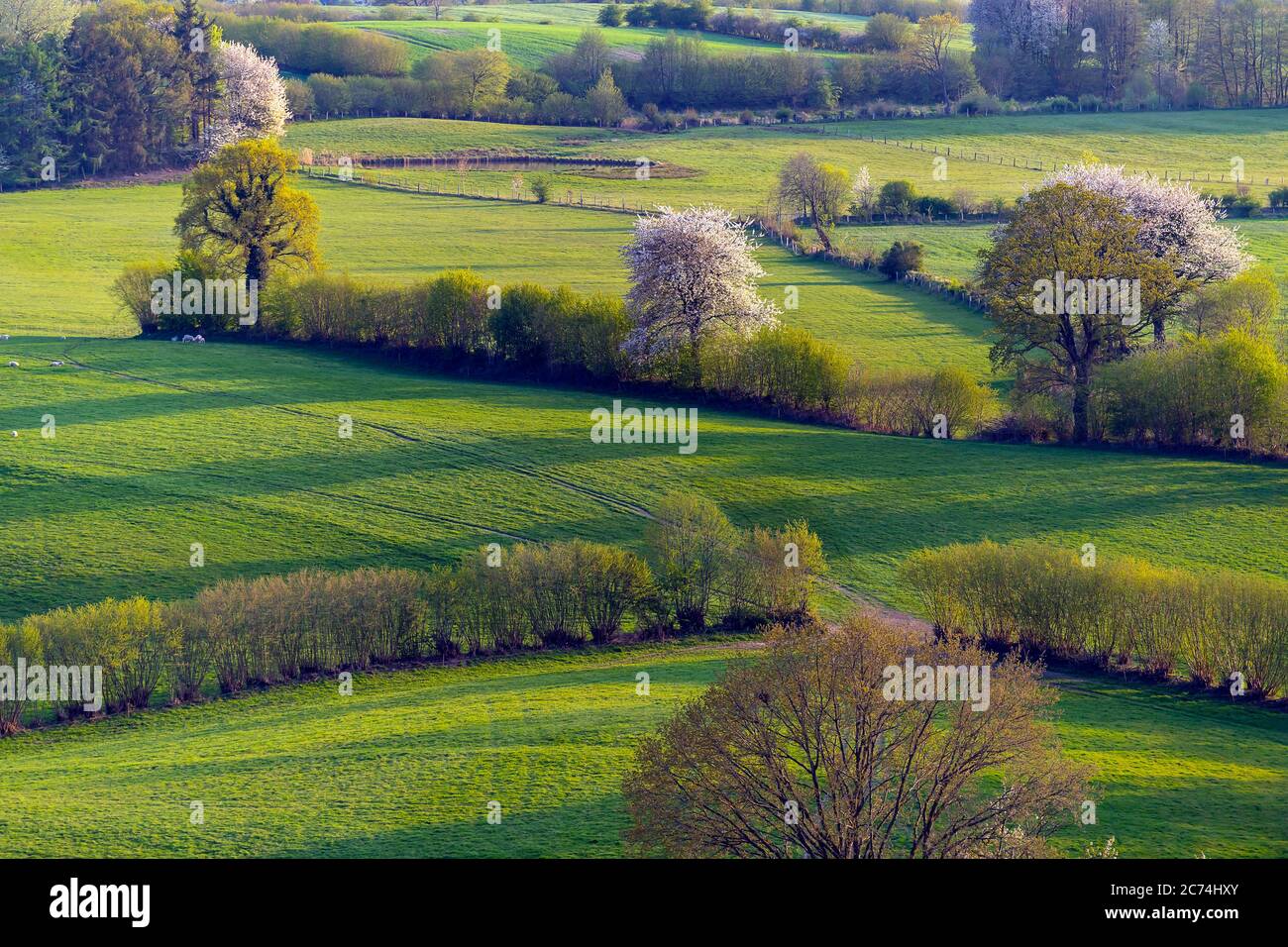 Campo paesaggio con siepi in primavera, 27.04.2020, vista aerea, Germania, Schleswig-Holstein Foto Stock