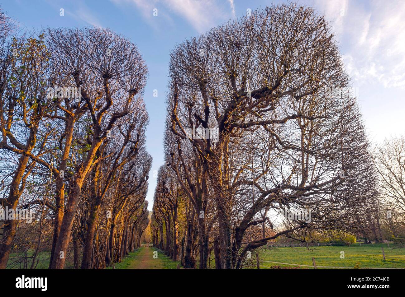basswood, tiglio, tiglio (Tilia spec.), pergola di tiglio al parco ufficiale francese Jersbek, Germania, Schleswig-Holstein, Gut Jersbek Foto Stock