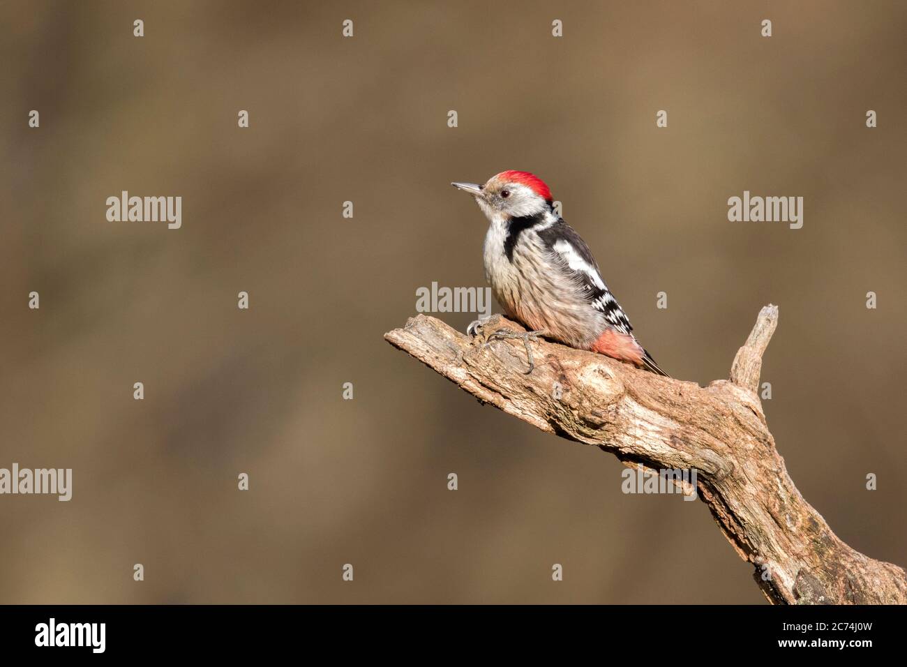 Picchio medio macchiato (Picoides medius, Dendrocopos medius, Leiopicus medius, Dendrocoptes medius), arroccato su un ramo, Polonia, Parco Nazionale di Bialowieza Foto Stock