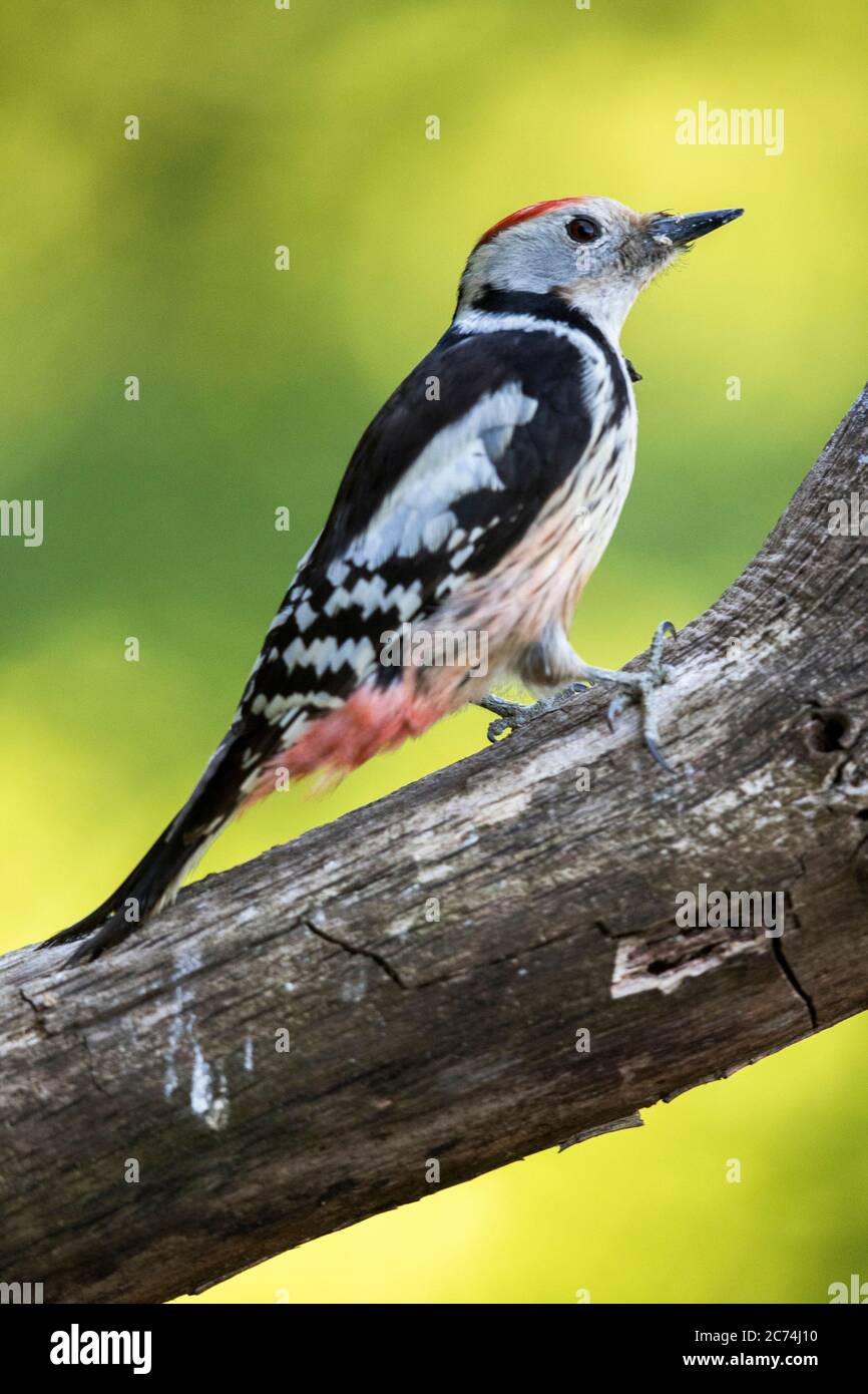 Picchio medio macchiato (Picoides medius, Dendrocopos medius, Leiopicus medius, Dendrocoptes medius), arroccato su un ramo, Polonia, Parco Nazionale di Bialowieza Foto Stock