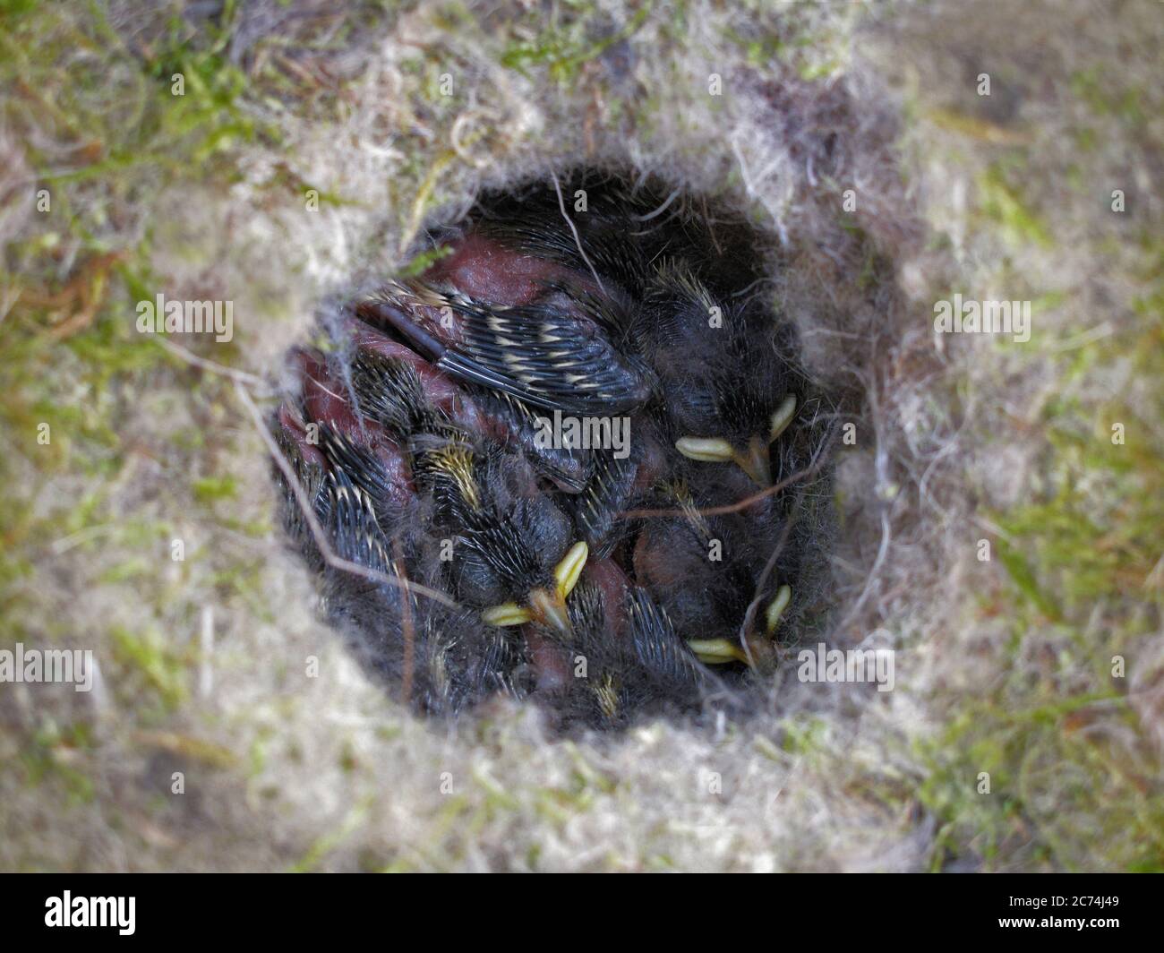 Britisch Coal Tit (Periparus ater tritannicus, Parus ater tritannicus), nidifica con pulli, Regno Unito Foto Stock