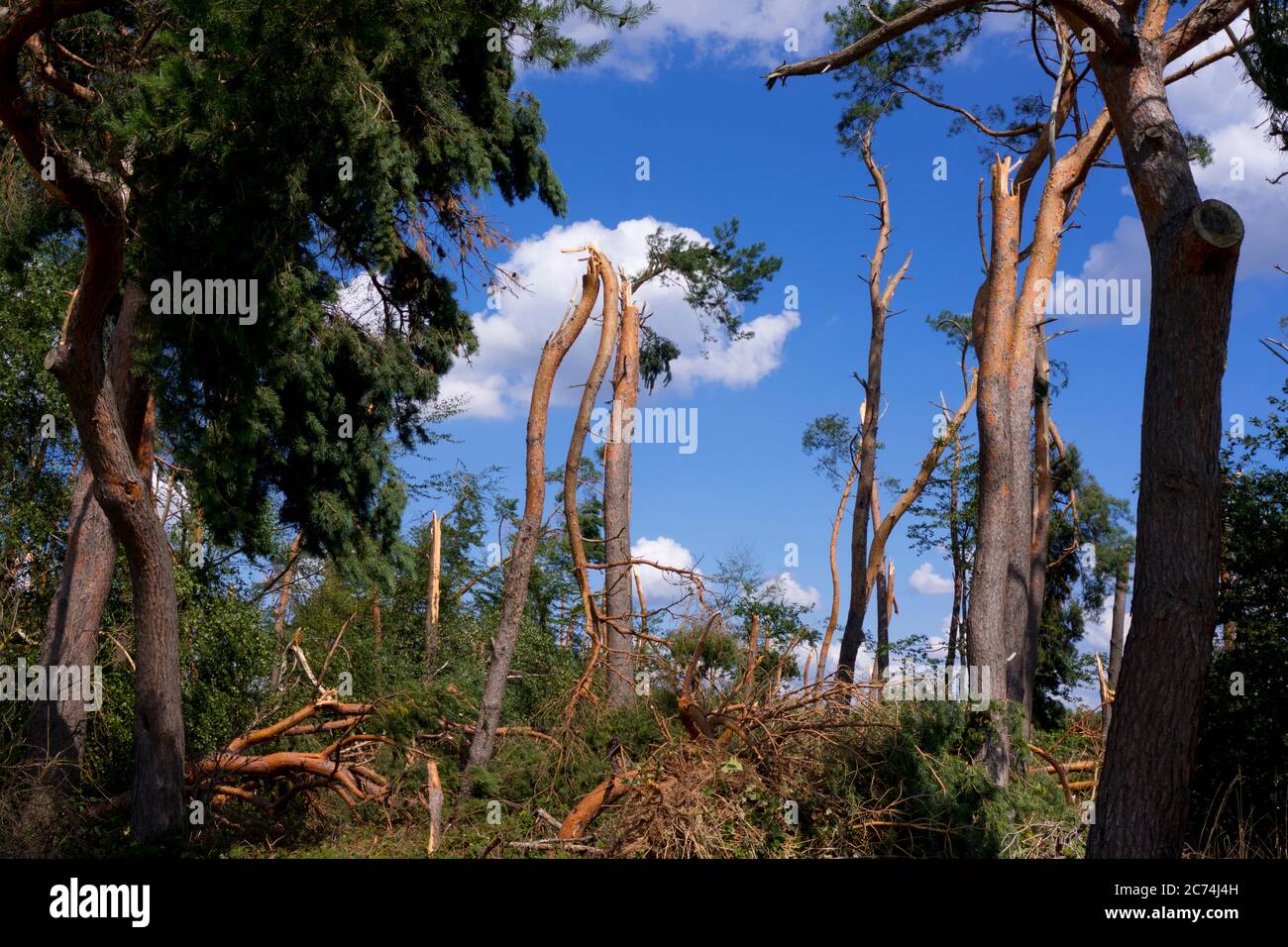 Pino scozzese, pino scozzese (Pinus sylvestris), danni da tempesta in una foresta dopo una tempesta, Germania, Assia Foto Stock