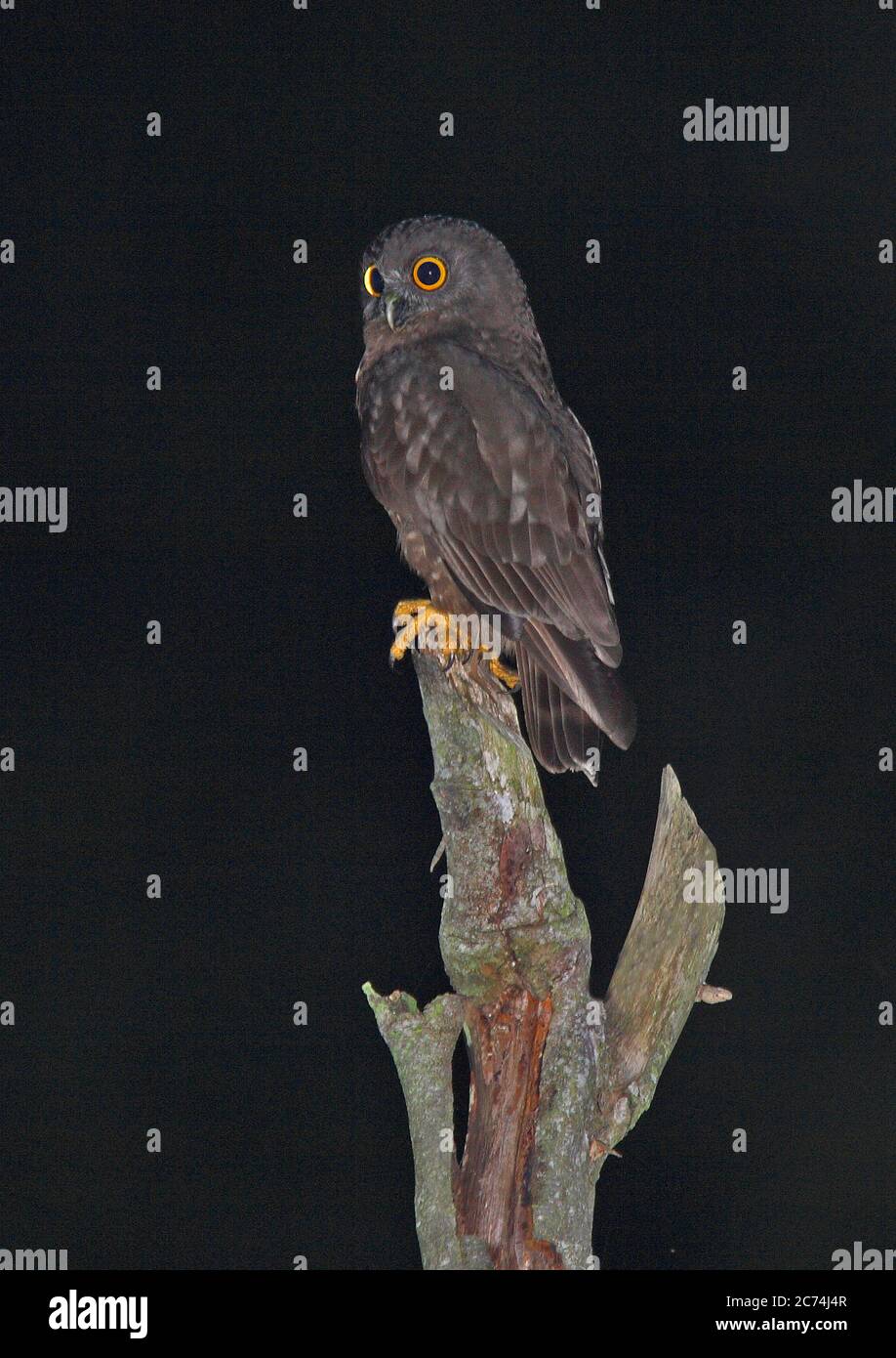 Il falco-gufo di Hume, il boobbook di Hume (Ninox oscura), arroccato durante la notte, Isole Andamane Foto Stock