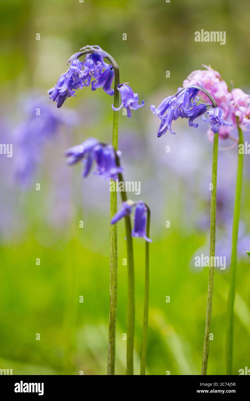Bluebell Atlantico (Hyacinthoides non-scripta, Endimion non-scriptus, Scilla non-scripta), fioritura, Paesi Bassi Foto Stock