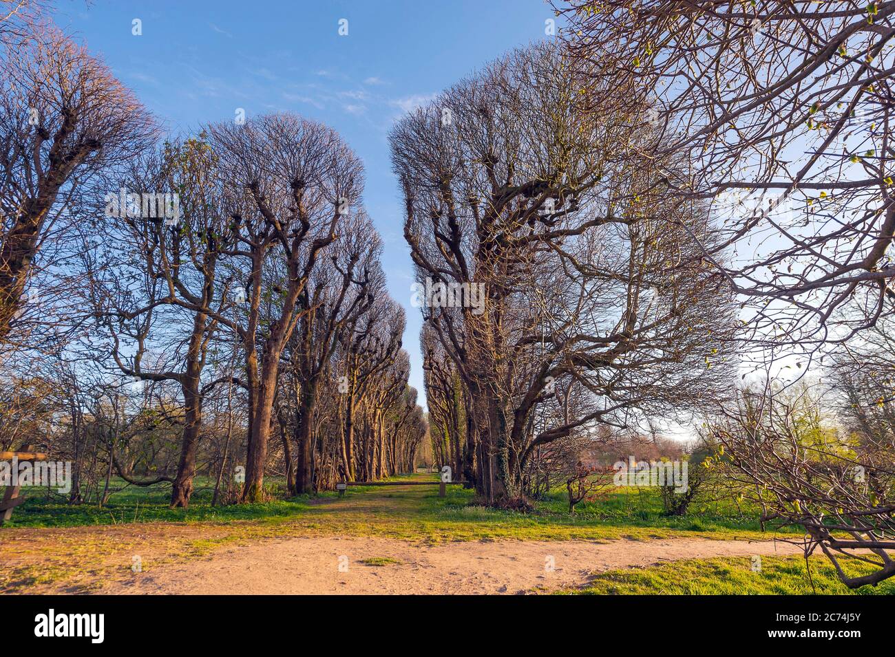 basswood, tiglio, tiglio (Tilia spec.), pergola di tiglio al parco ufficiale francese Jersbek, Germania, Schleswig-Holstein, Gut Jersbek Foto Stock