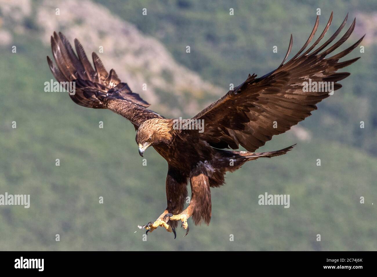 Aquila (Aquila chrysaetos), sbarco, Spagna Foto Stock