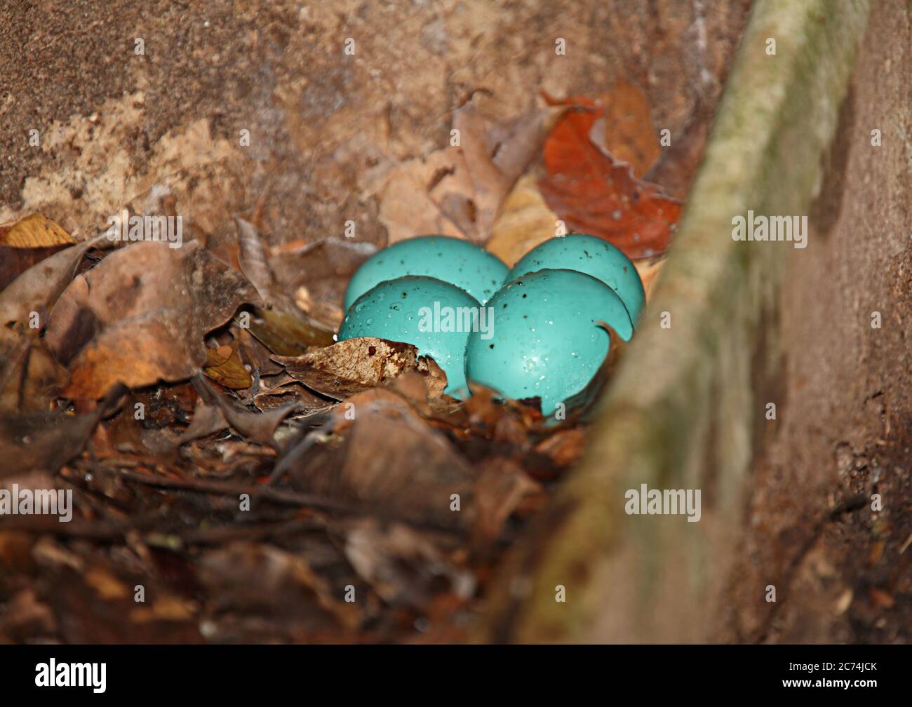 Tinamou grigio (Tinamus tao), nido con uova blu, Brasile Foto Stock