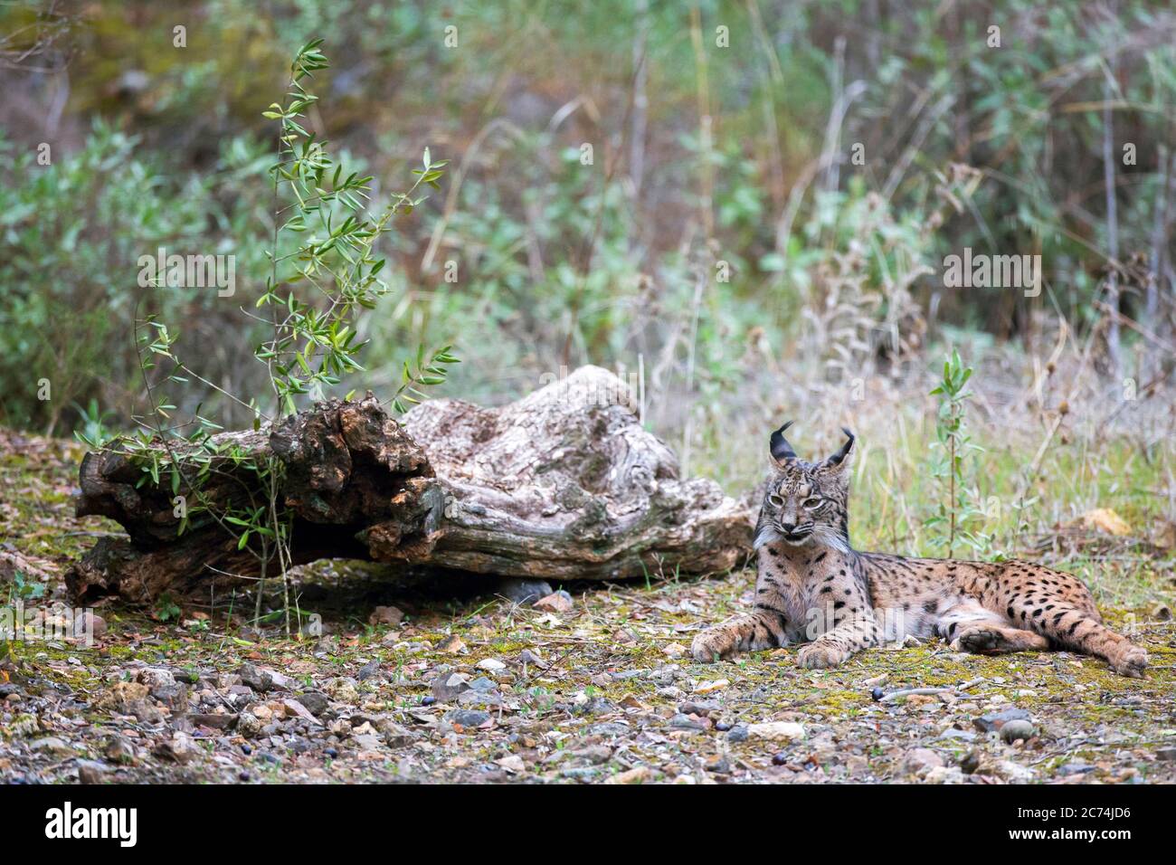 Lince iberica (Lynx pardinus), che si stese a terra, Spagna, Cordova Foto Stock