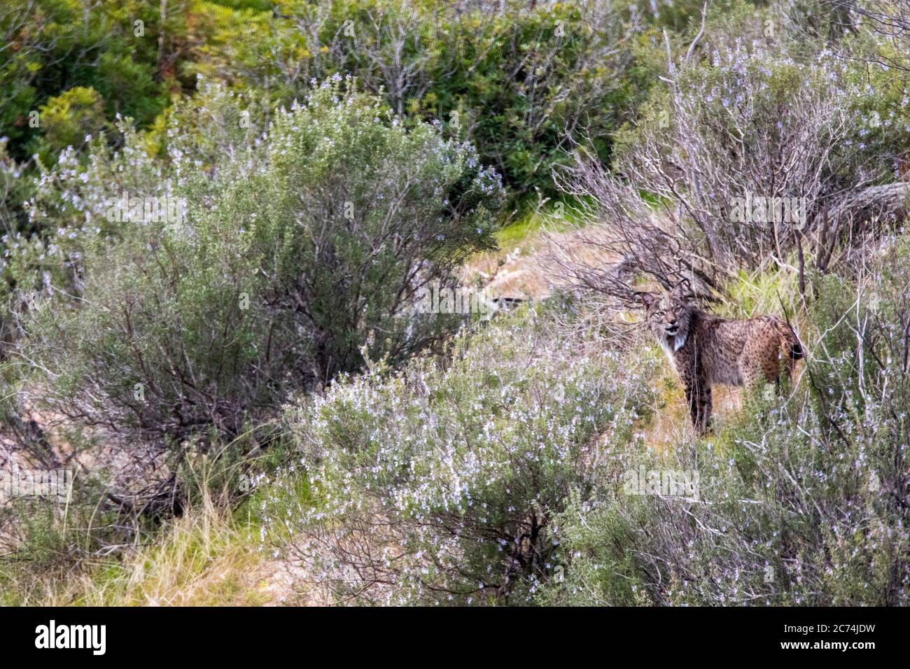 Lince iberica (Lynx pardinus), in piedi nel suo habitat, Spagna Foto Stock