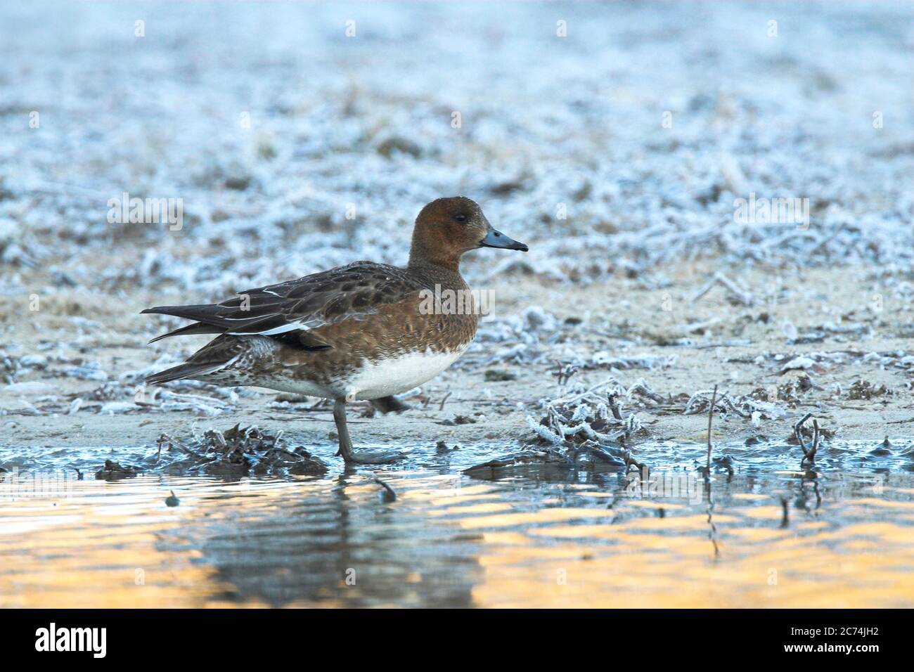 La prigione europea (Anas penelope, Mareca penelope), sorge sulla riva ghiacciata, Spagna, nel Parco Nazionale del Guadarrama Foto Stock