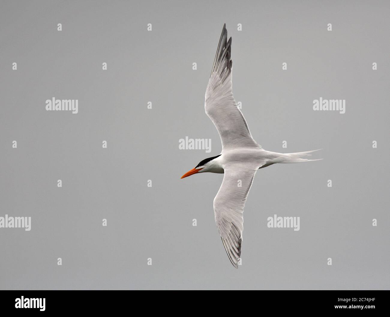 royal tern (Thalasseus maximus, Sterna maxima), adulto in volo, USA Foto Stock