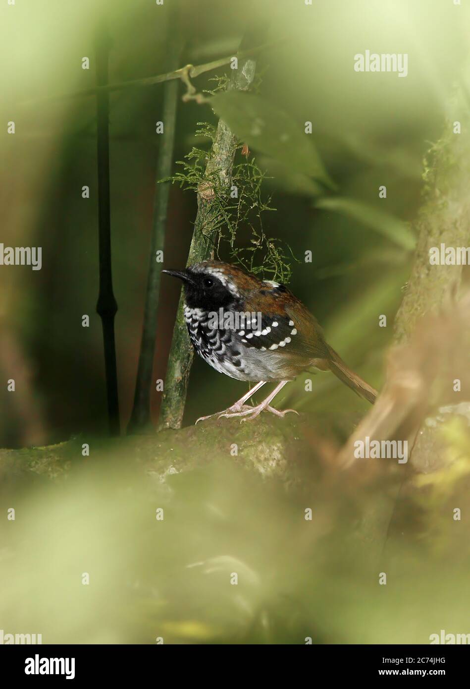Squamate antbird (Myrmeciza squamosa), maschio arroccato al piano terra di una foresta pluviale costiera atlantica, Brasile, foresta pluviale atlantica Foto Stock