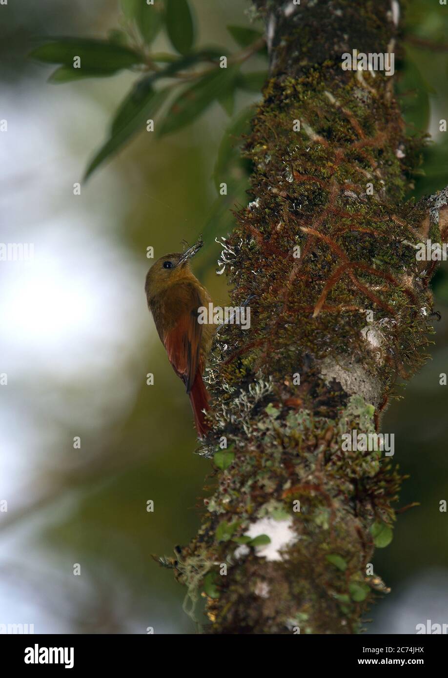 Superriduttore di legno olivaceo (Sittasomus griseicapillus sylviellus, Sittasomus sylviellus), arroccato su un albero con muschio, Brasile Foto Stock