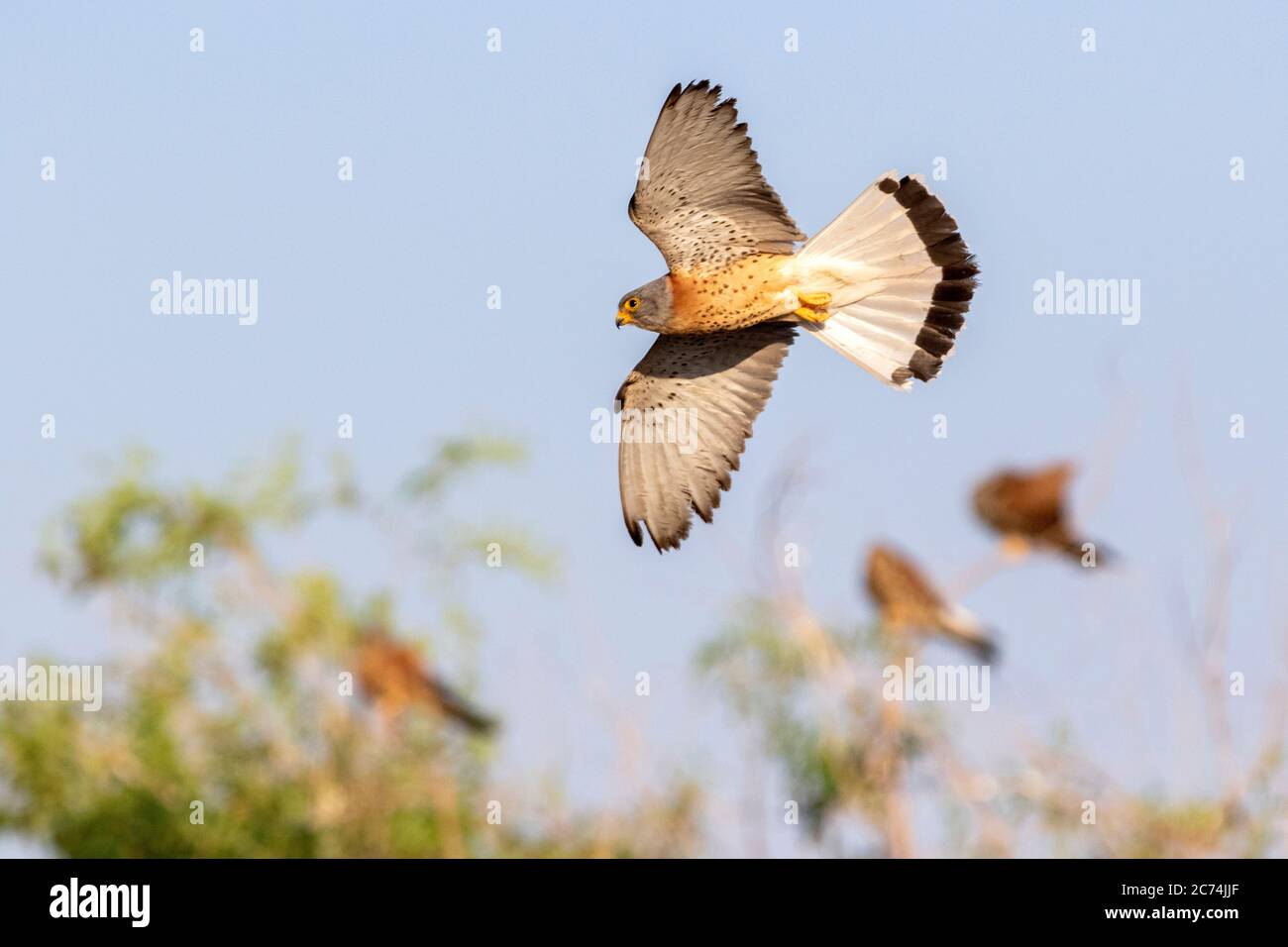 Gheppio minore (Falco naumanni), maschio in volo, Spagna Foto Stock
