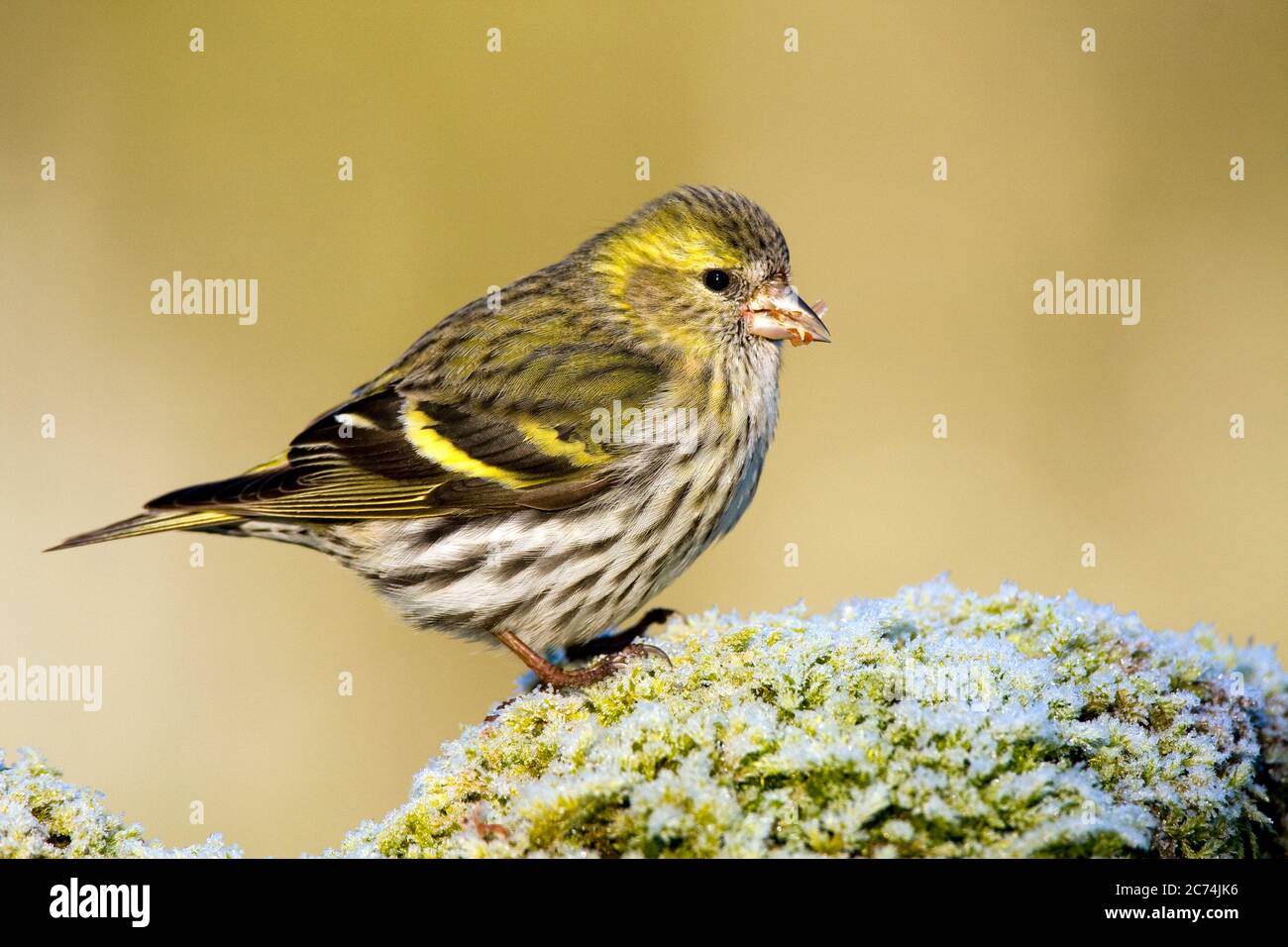 Pelle di abete rosso (Spinus spinus, Carduelis spinus), mangiando piccoli semi su una roccia di muschio ricoperta di gelo, Spagna Foto Stock