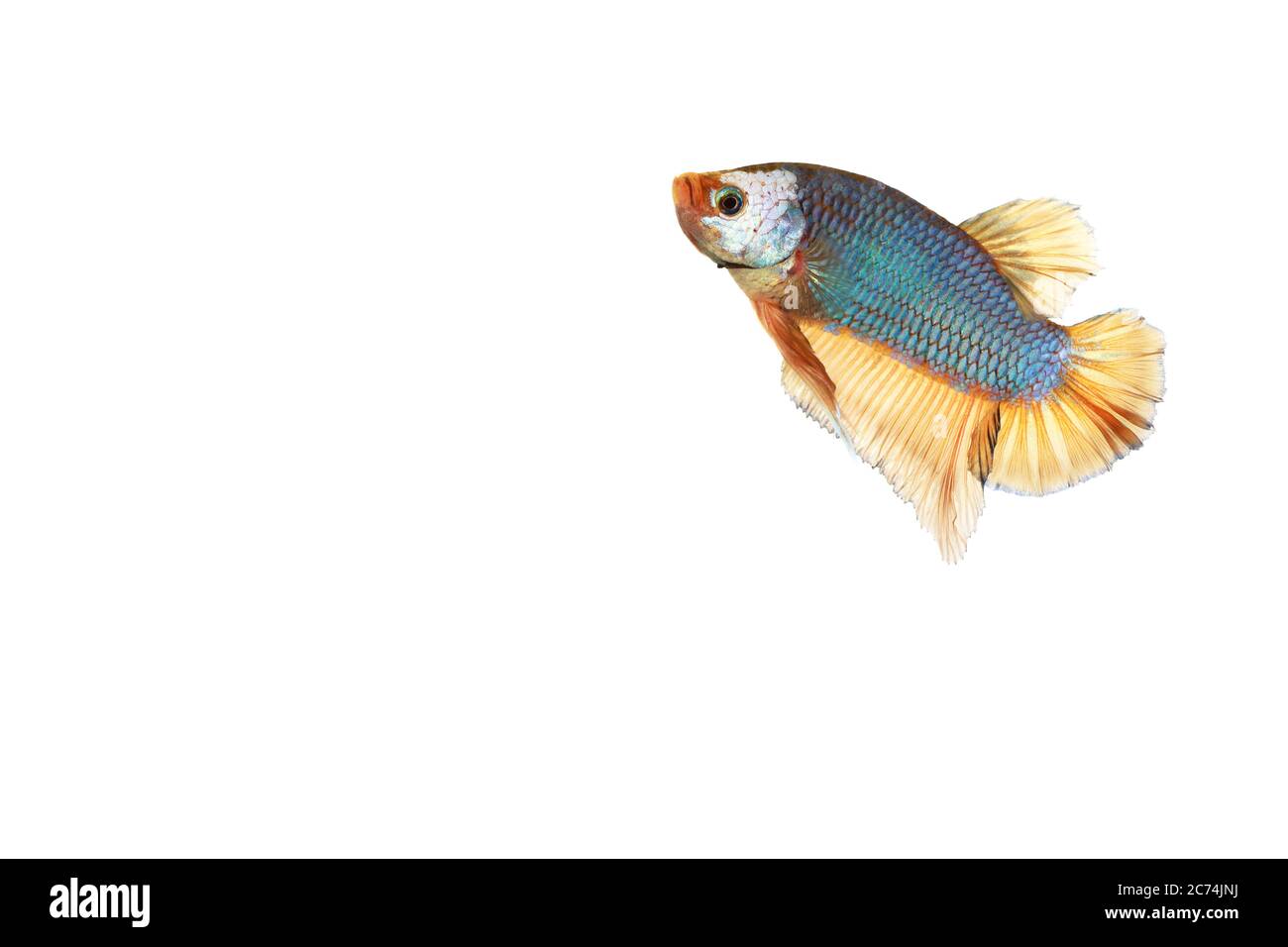 Pesce da combattimento siamese (Betta splenden) forma di drago verde (pinna gialla) su sfondo bianco Foto Stock