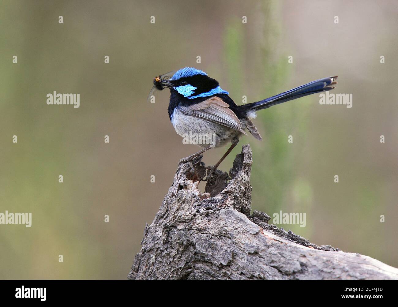 Blue Wren, superbo Fairywren (Malurus cyaneus cyanochlamys, Malurus cyanochlamys), maschio adulto con cibo, Australia Foto Stock