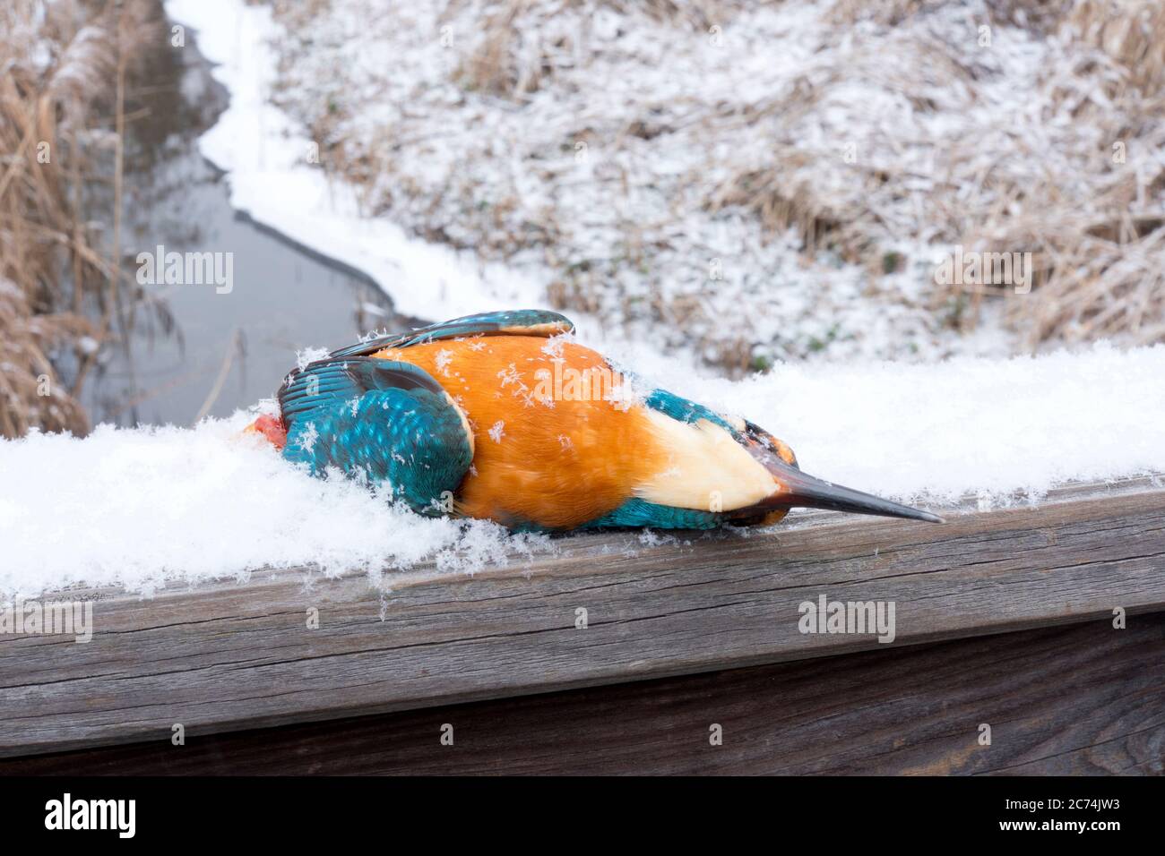 Il Martin pescatore del fiume (Alcedo atthis), sdraiato congelato a morte su una ringhiera, Germania, Assia Foto Stock