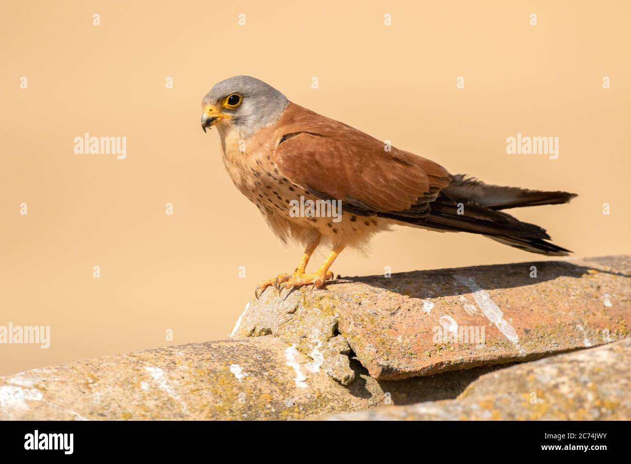 Gheppio minore (Falco naumanni), maschio adulto seduto su vecchio fienile in zona rurale, Spagna Foto Stock