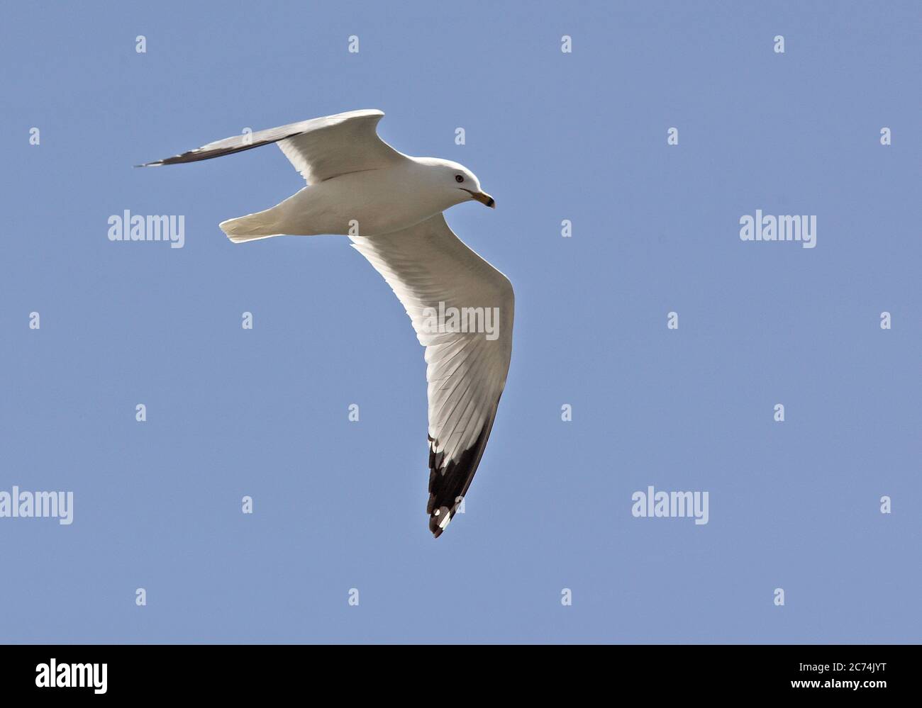 Gabbiano a fatturazione circolare (Larus delawarensis), in volo visto dal basso, Nord America Foto Stock