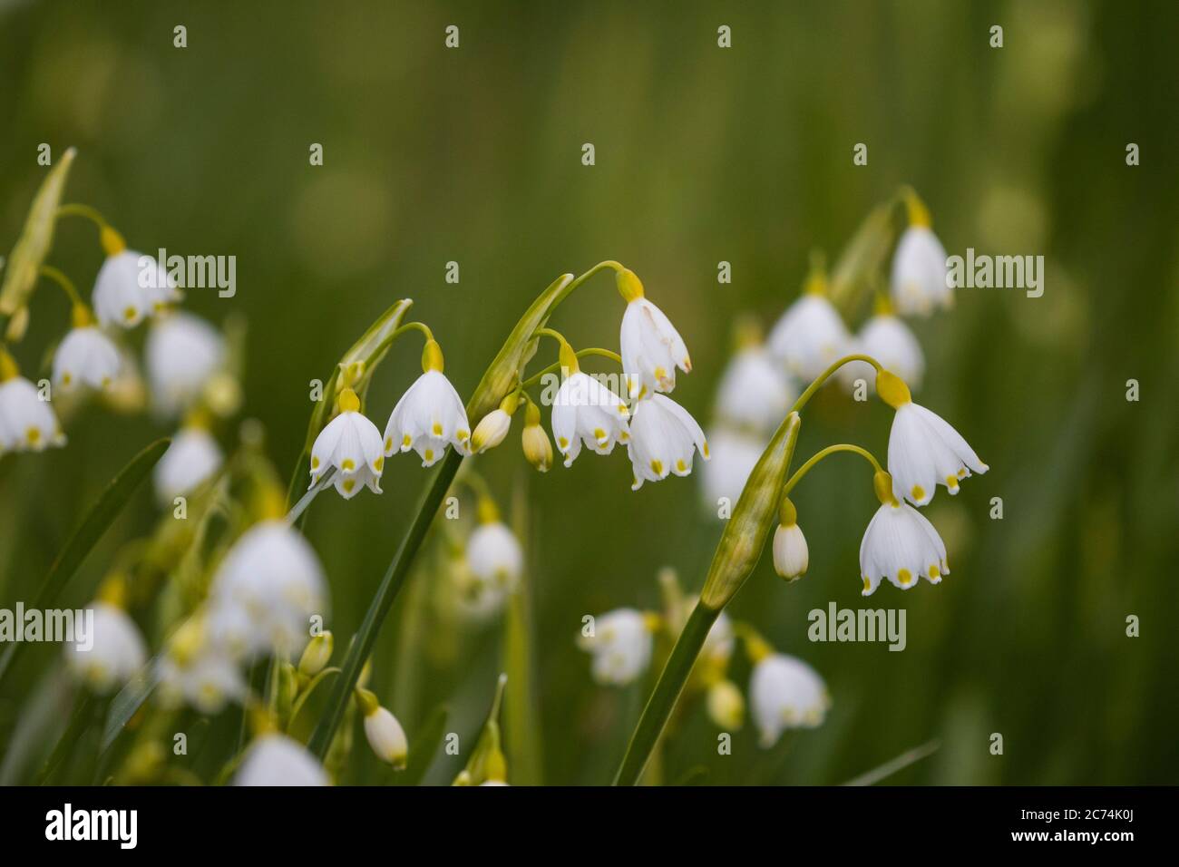 Fiocco di neve estivo (Leucojum aestivum), fioritura, Paesi Bassi, Paesi Bassi del Nord Foto Stock