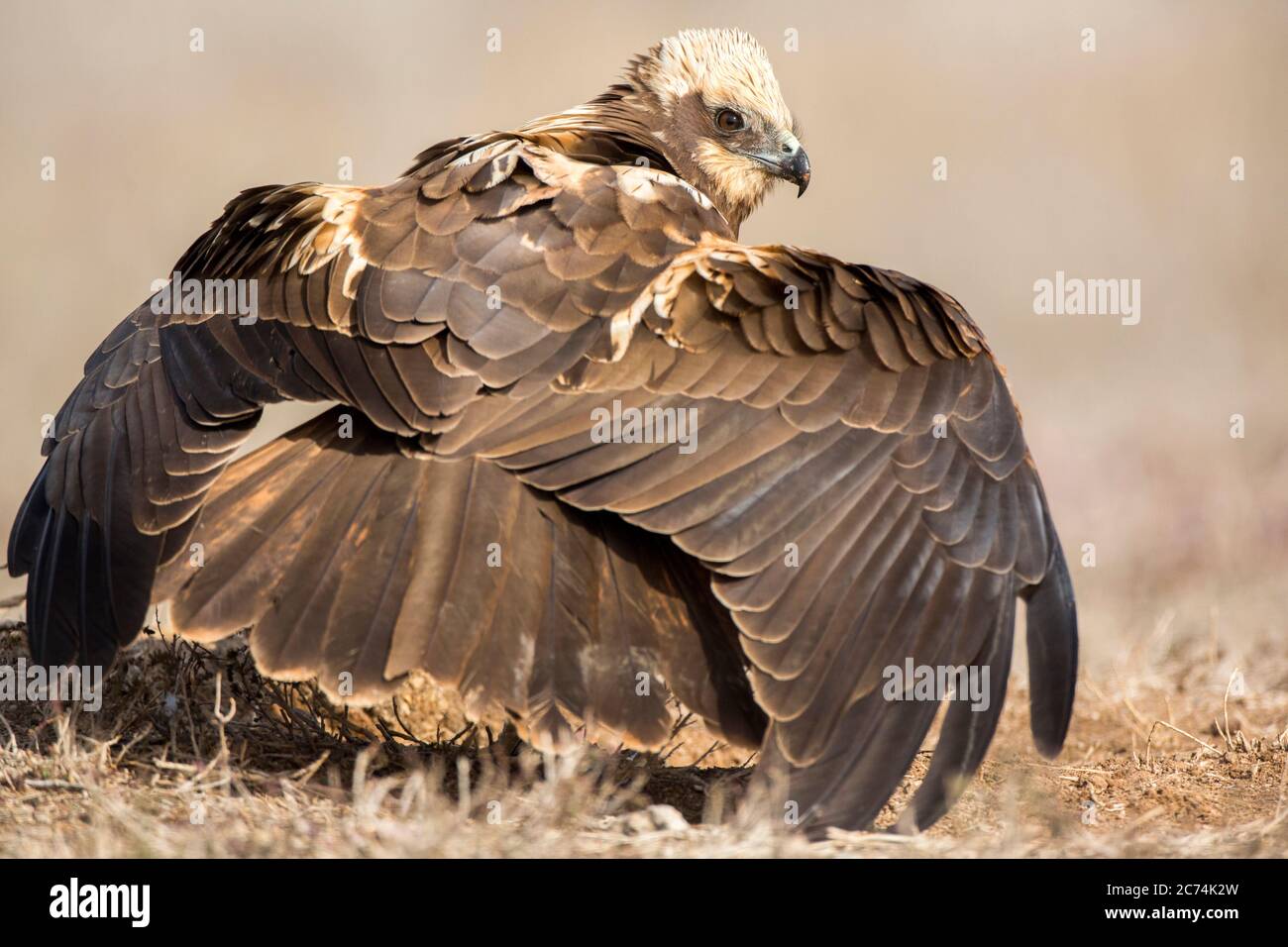 Marsh Harrier occidentale (Circus aeruginosus), donna che si trova a terra vicino Toledo, difendendo la sua preda con le sue ali, la Spagna Foto Stock