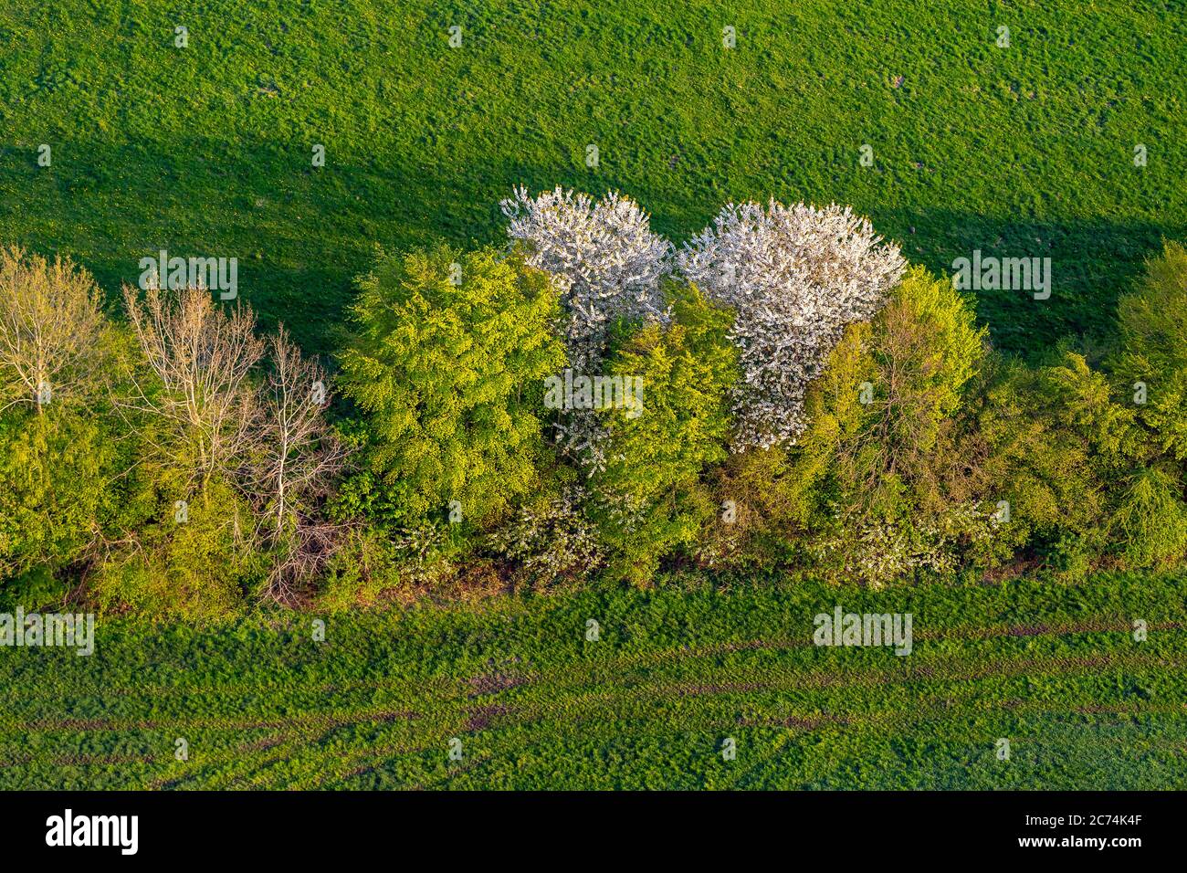 Campo paesaggio con siepe in primavera, 27.04.2020, vista aerea, Germania, Schleswig-Holstein Foto Stock