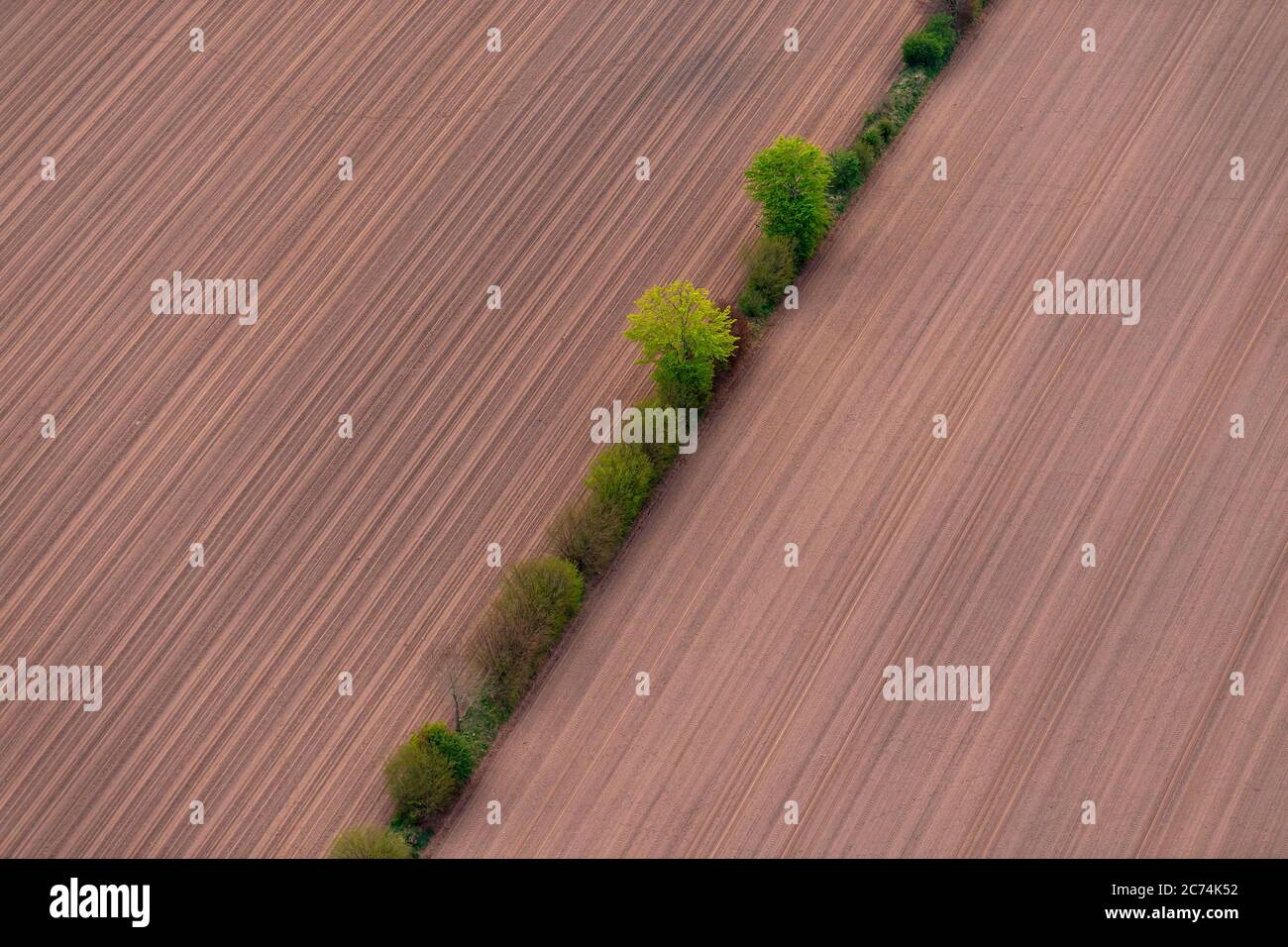 Siepe in campo scenario in primavera, 27.04.2020, vista aerea, Germania, Schleswig-Holstein Foto Stock