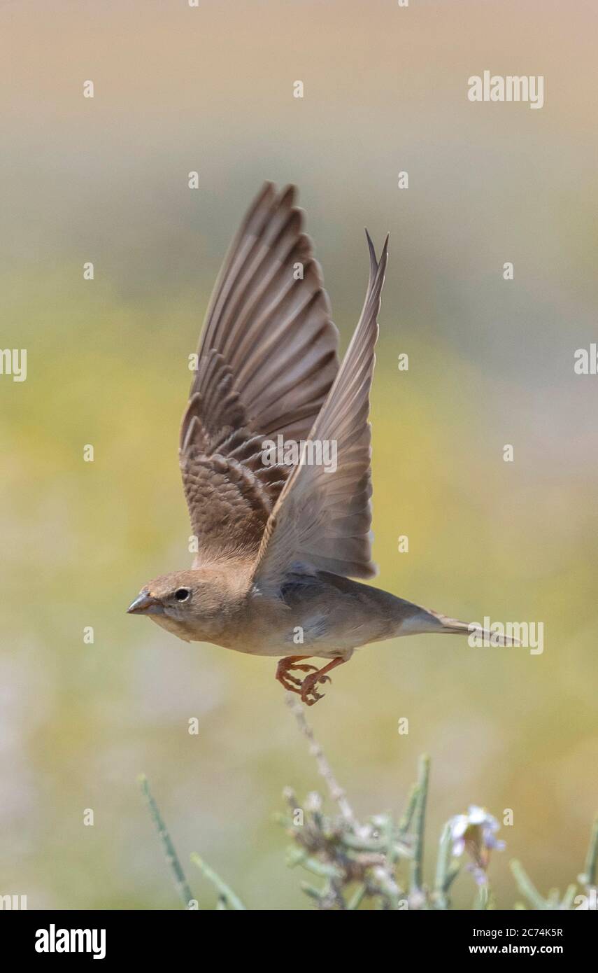 Passera rocciosa pallida (Carpospiza brachydactyla, Petronia brachydactyla, Passer brachydactyla), in volo nel deserto del Negev meridionale, Israele Foto Stock