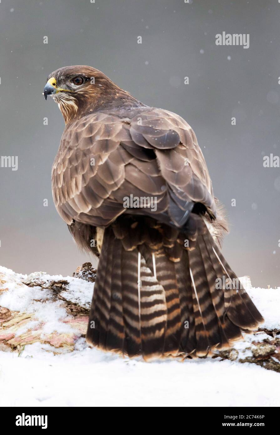 Buzzard eurasiatica (Buteo buteo), in piedi sulla neve coperta terreno, Polonia, Bialowieza National Park Foto Stock