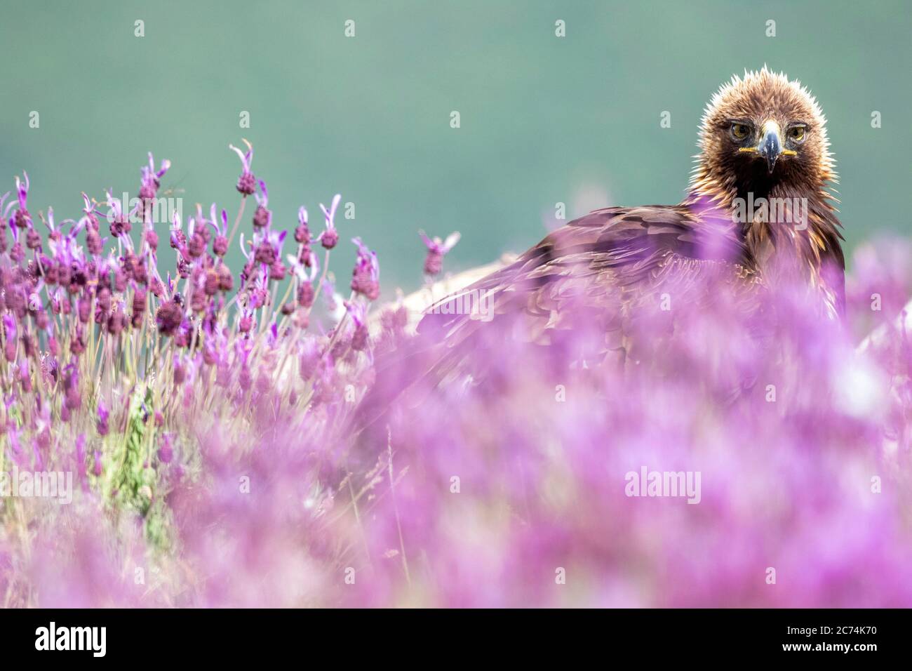 Aquila (Aquila chrysaetos), adagiata su una roccia a terra, circondata da lavanda spagnola in fiore, Lavandula stoechas, Spagna Foto Stock