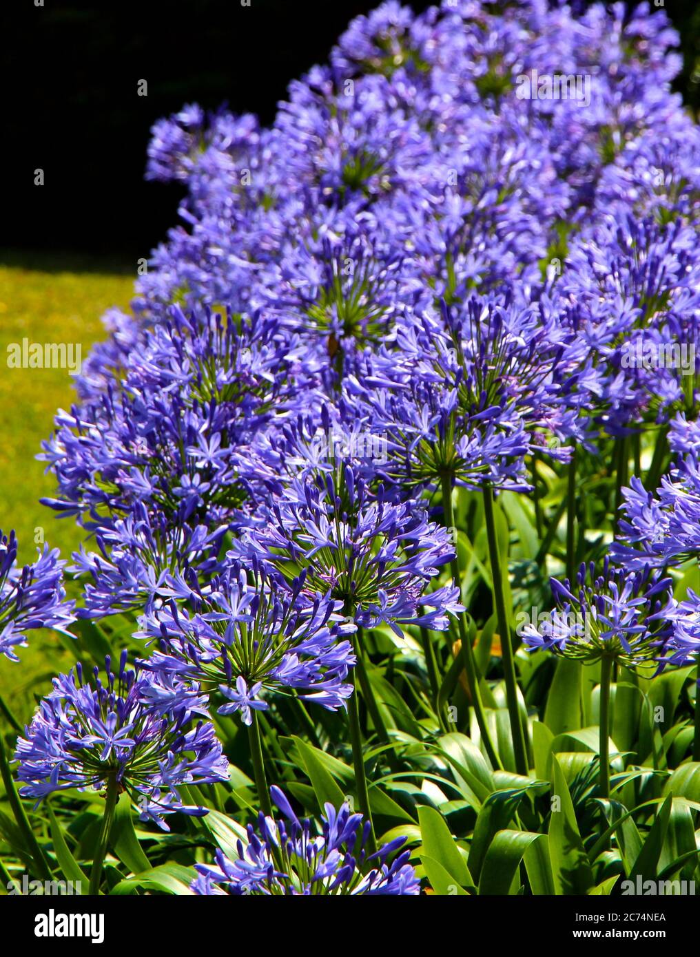 Viola Agapanthus africanus al sole con fogliame verde in fiore pieno nel mese di luglio Foto Stock