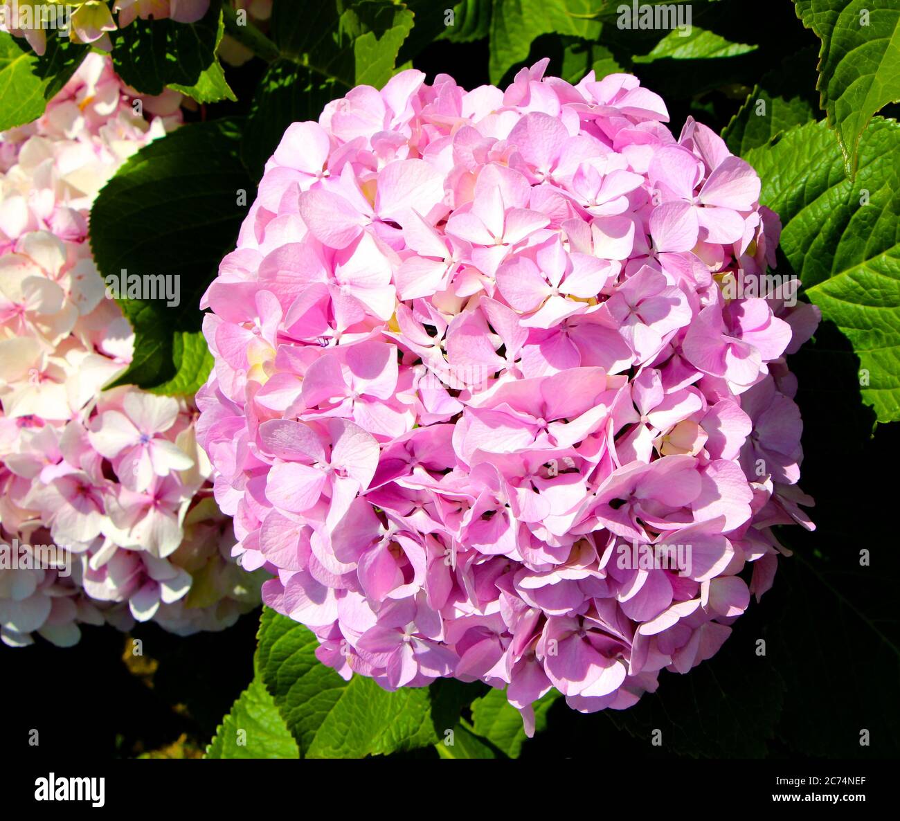 Rosa Hydrangea macrophylla o Mophead hydrangea testa fiore primo piano Foto Stock