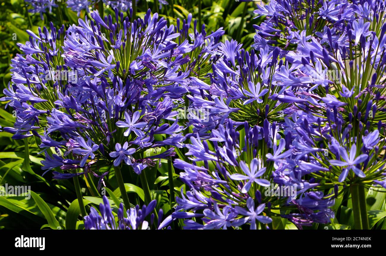 Viola Agapanthus africanus al sole con fogliame verde in fiore pieno nel mese di luglio Foto Stock