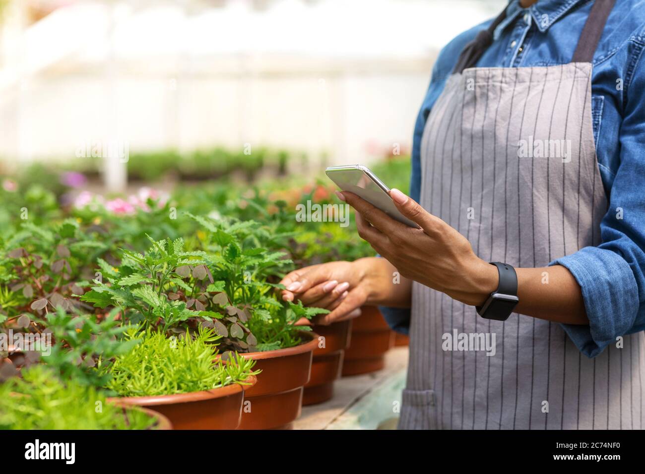 Tecnologia intelligente in serra. Ragazza con orologio intelligente e smartphone controlla la qualità delle piante in vaso Foto Stock