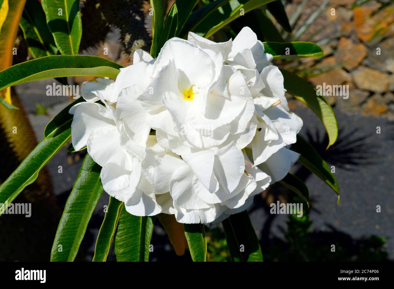 Pachypodium lamerei nome comune Madagascar palma Foto Stock