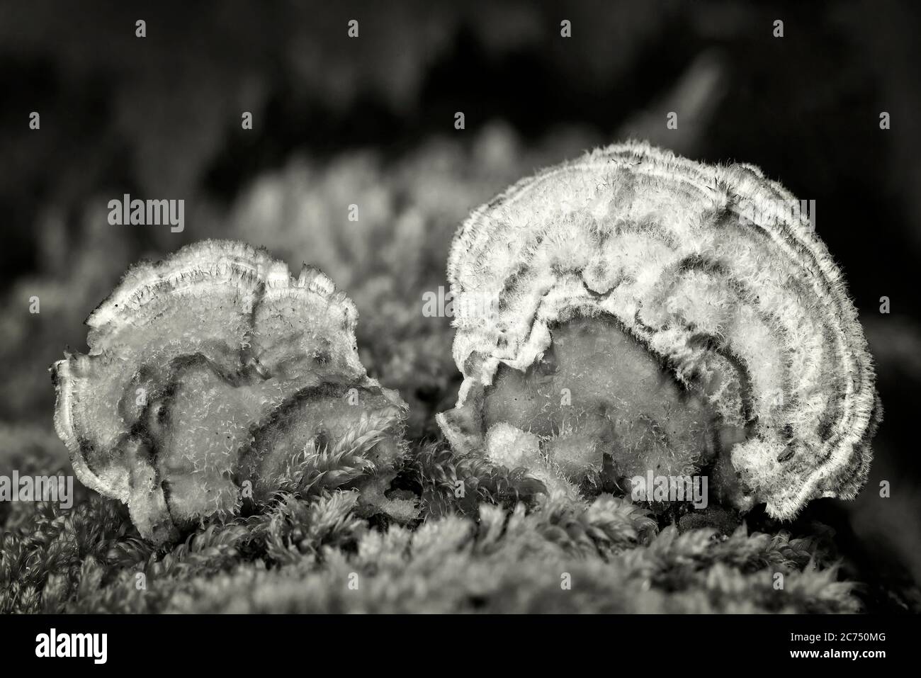 Immagine piccola in bianco e nero di funghi di staffa che crescono da un tronco di albero decadente nell'autunno Foto Stock