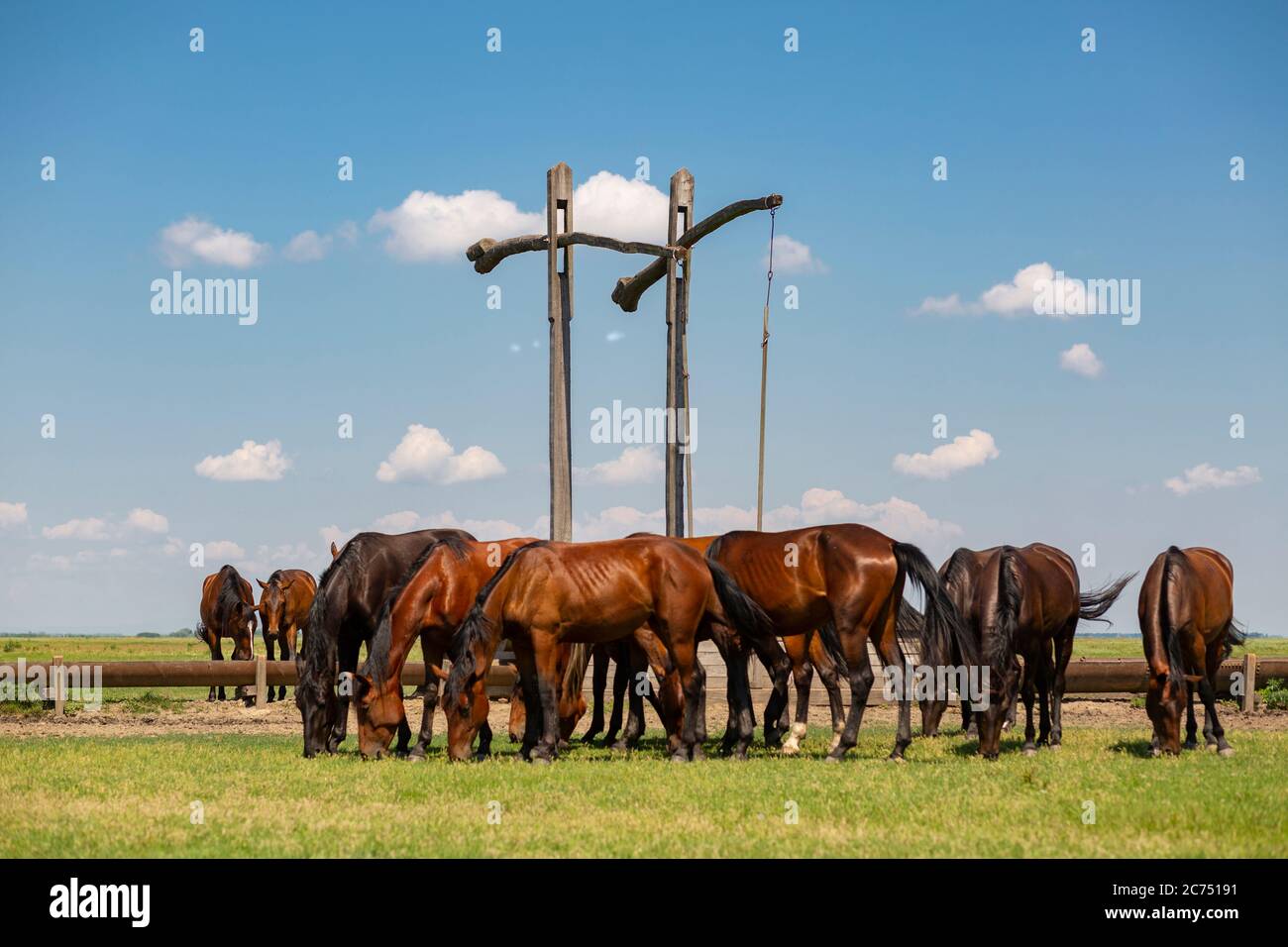 Cavalli nonius nei campi di Hortobagy nell'Ungheria orientale Foto Stock