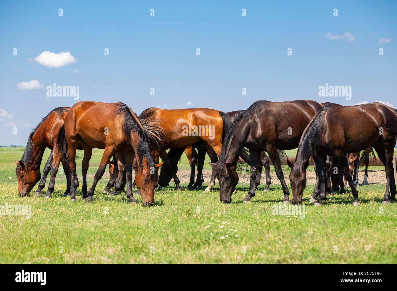 Cavalli nonius nei campi di Hortobagy nell'Ungheria orientale Foto Stock