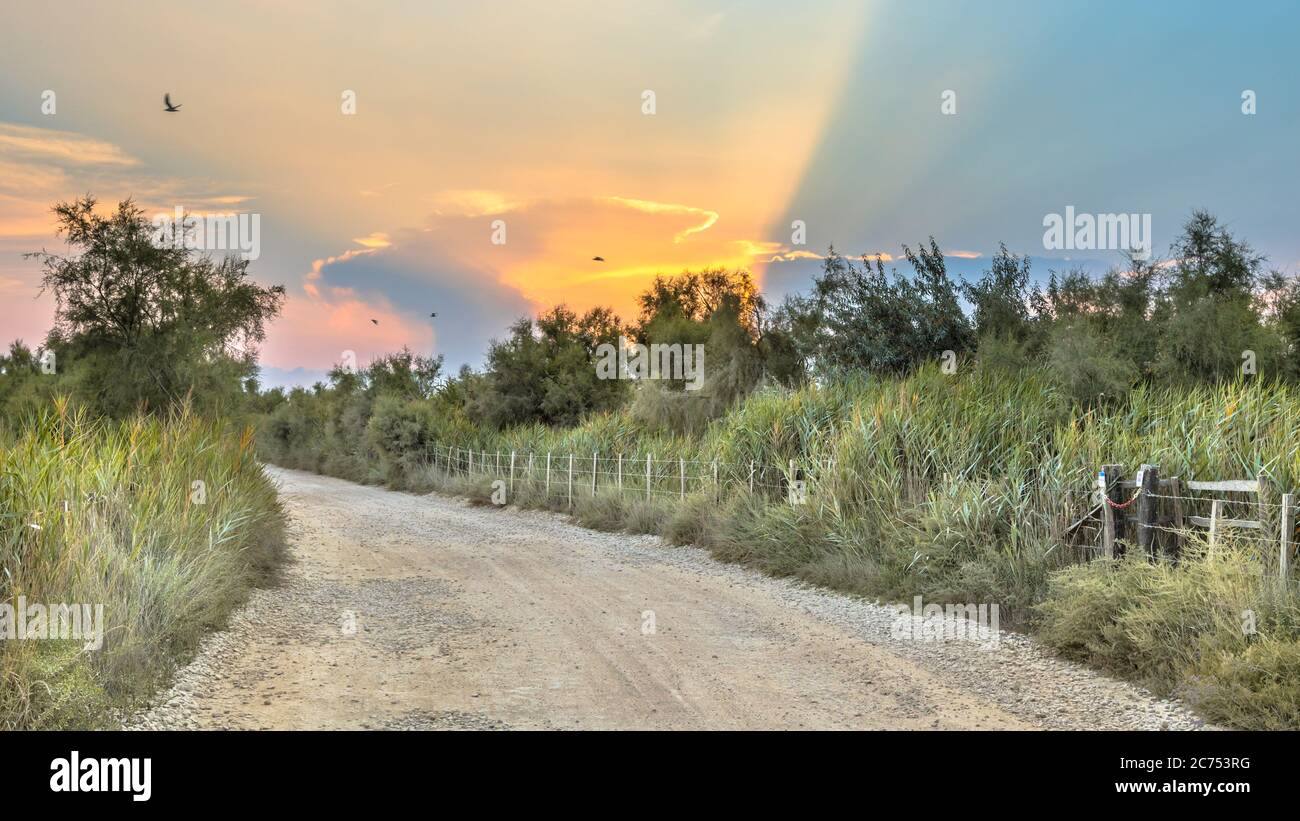 La strada attraverso Camarque durante il bellissimo tramonto nella riserva naturale regionale, Provenza Alpi Costa Azzurra, Francia Foto Stock