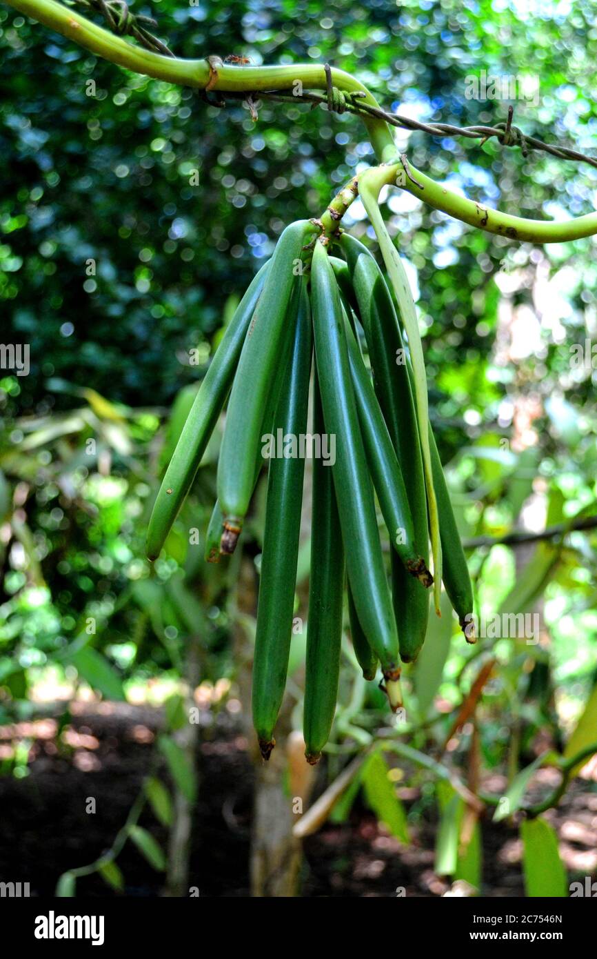 Vaniglia verde a Zanzibar Foto Stock