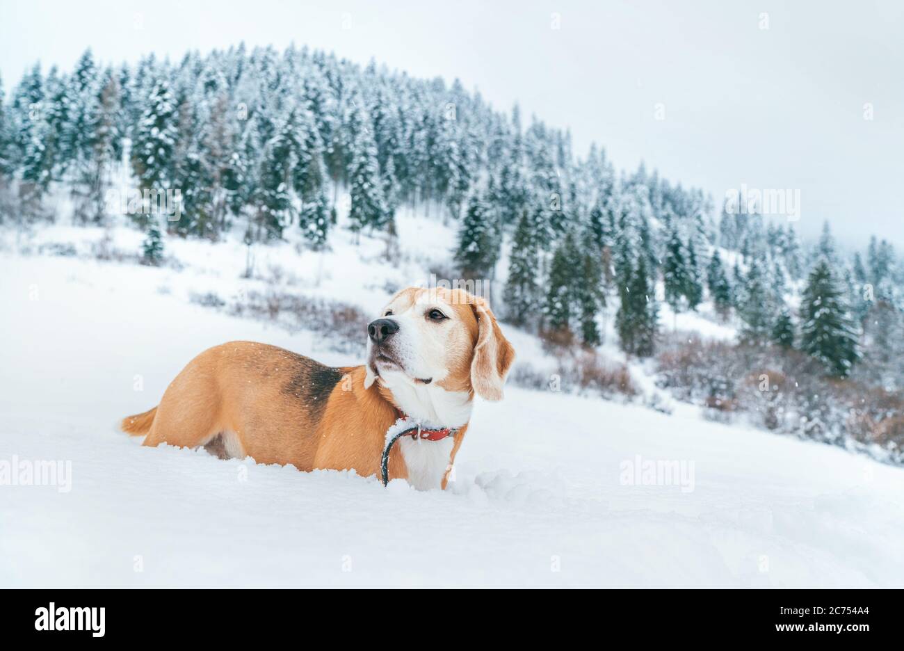 Beagle cane in neve profonda ritratto sul campo di neve in montagna con sfondo di foresta di abete rosso. Foto Stock