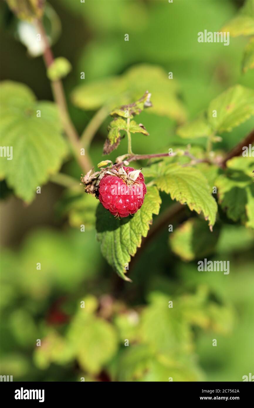 Un solo lampone rosso su un bosco di lamponi con foglie verdi Foto Stock