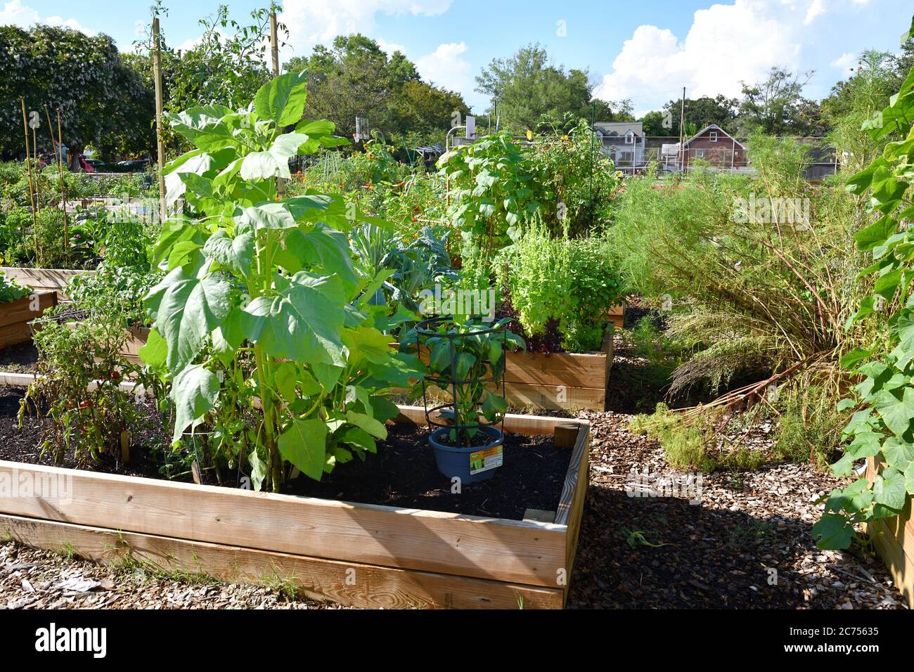 Urban Rain Garden Farm individuali trame in box di Kale, pomodori, Peperoni, banane, girasoli, decorazioni e piante assortite mantenute dai proprietari Foto Stock