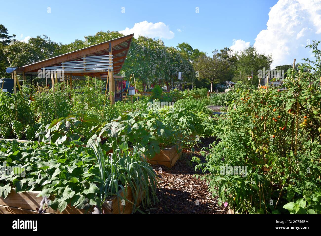 Urban Rain Garden Farm individuali trame in box di Kale, pomodori, Peperoni, banane, girasoli, decorazioni e piante assortite mantenute dai proprietari Foto Stock